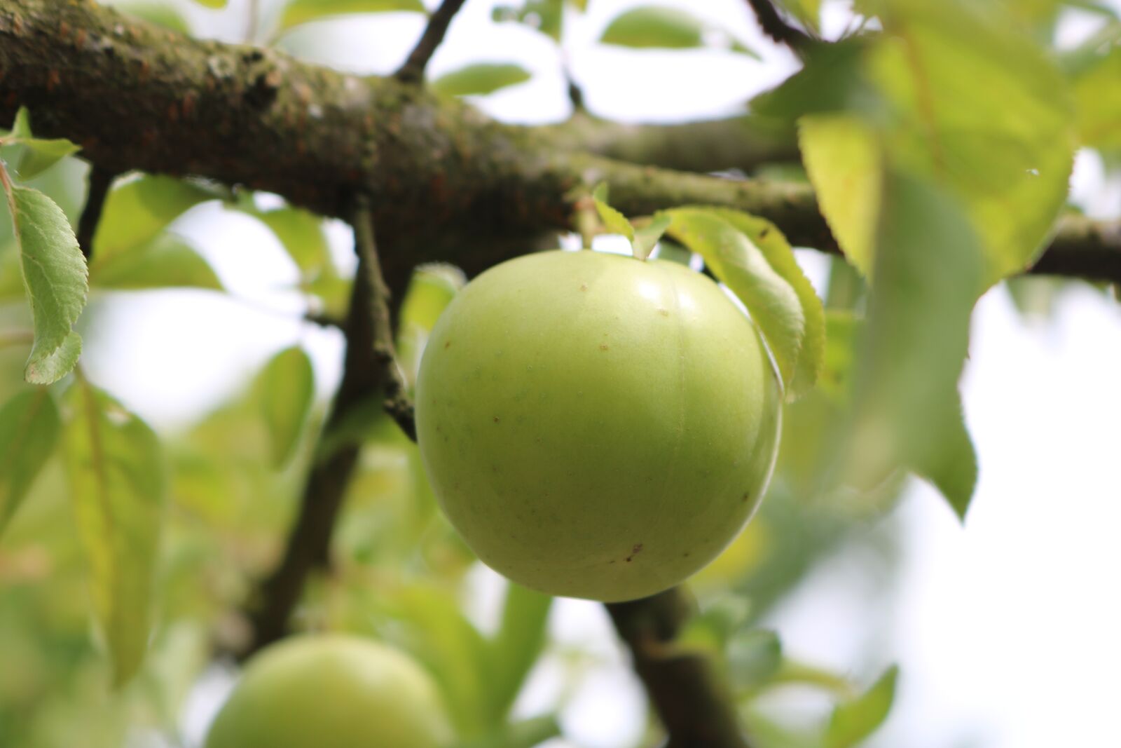 Canon EOS 750D (EOS Rebel T6i / EOS Kiss X8i) sample photo. Erik, branch, red photography