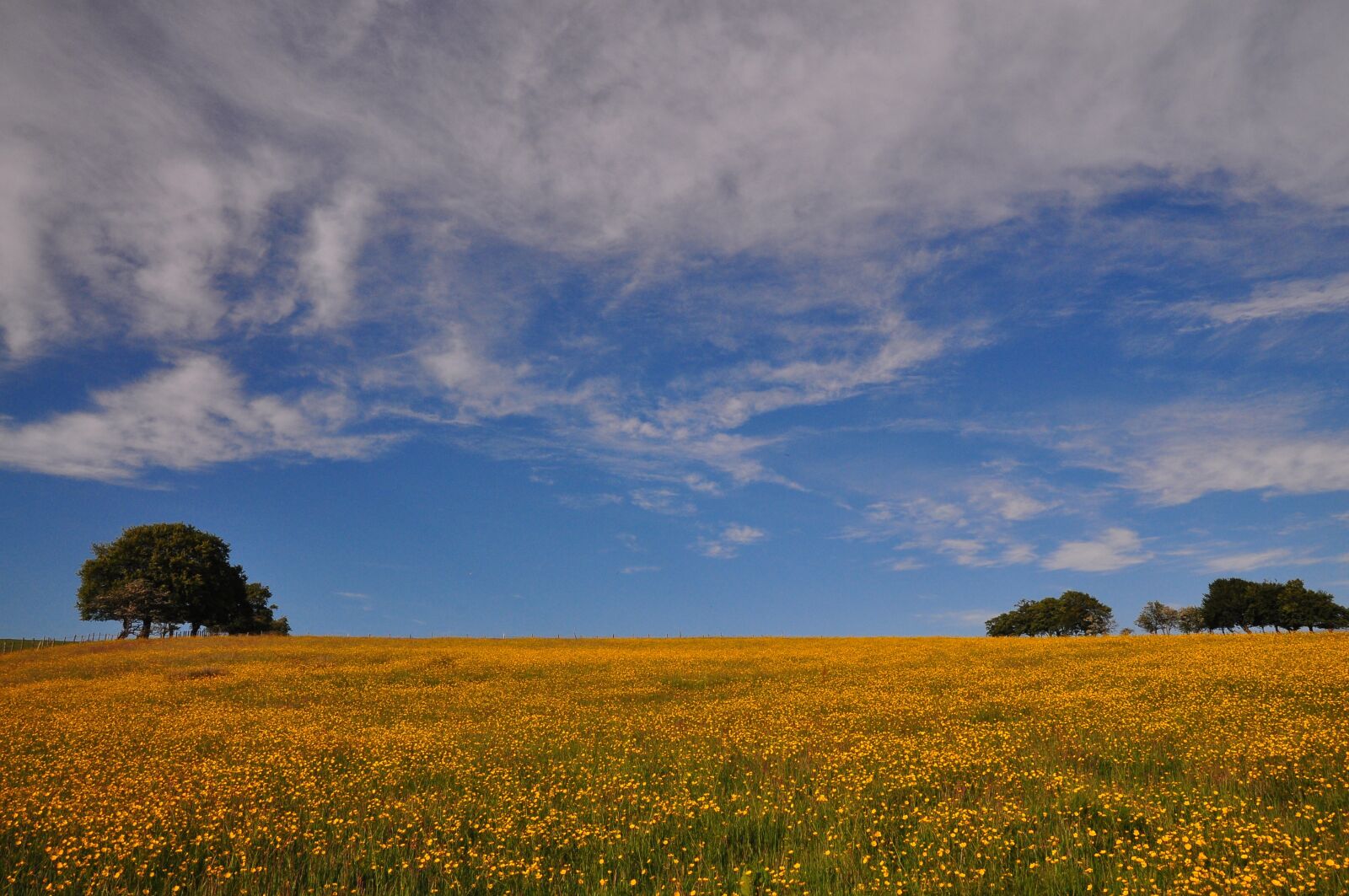 Nikon D90 sample photo. Buttercup, meadow, field photography