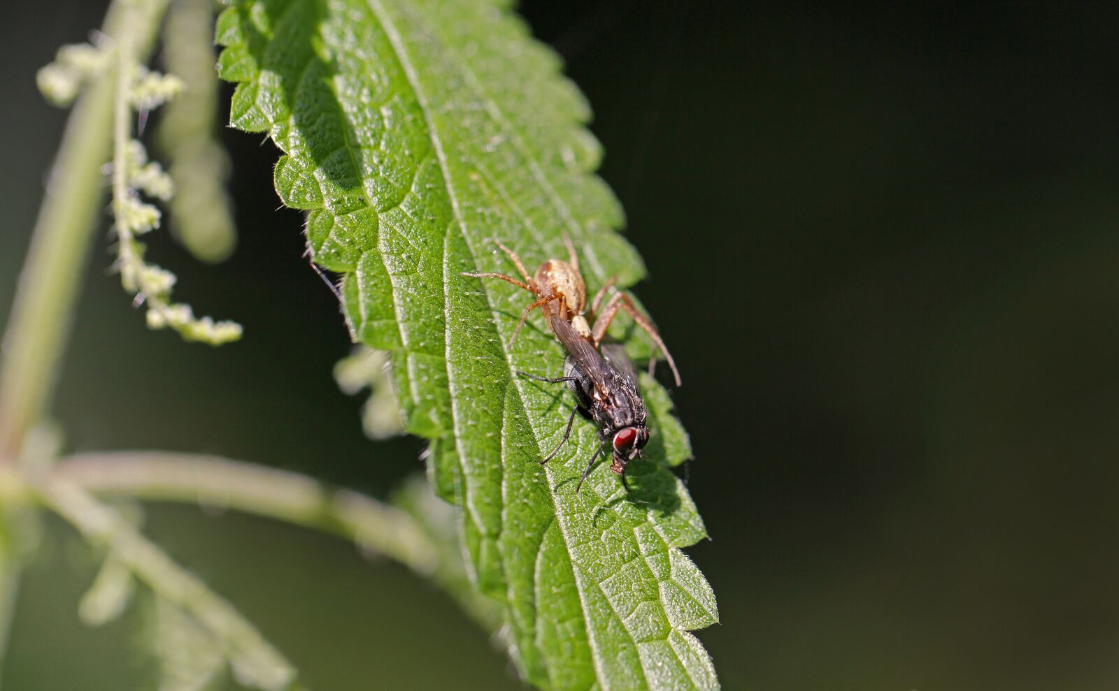 Canon EF 100mm F2.8L Macro IS USM sample photo. Plant, insect, nature photography