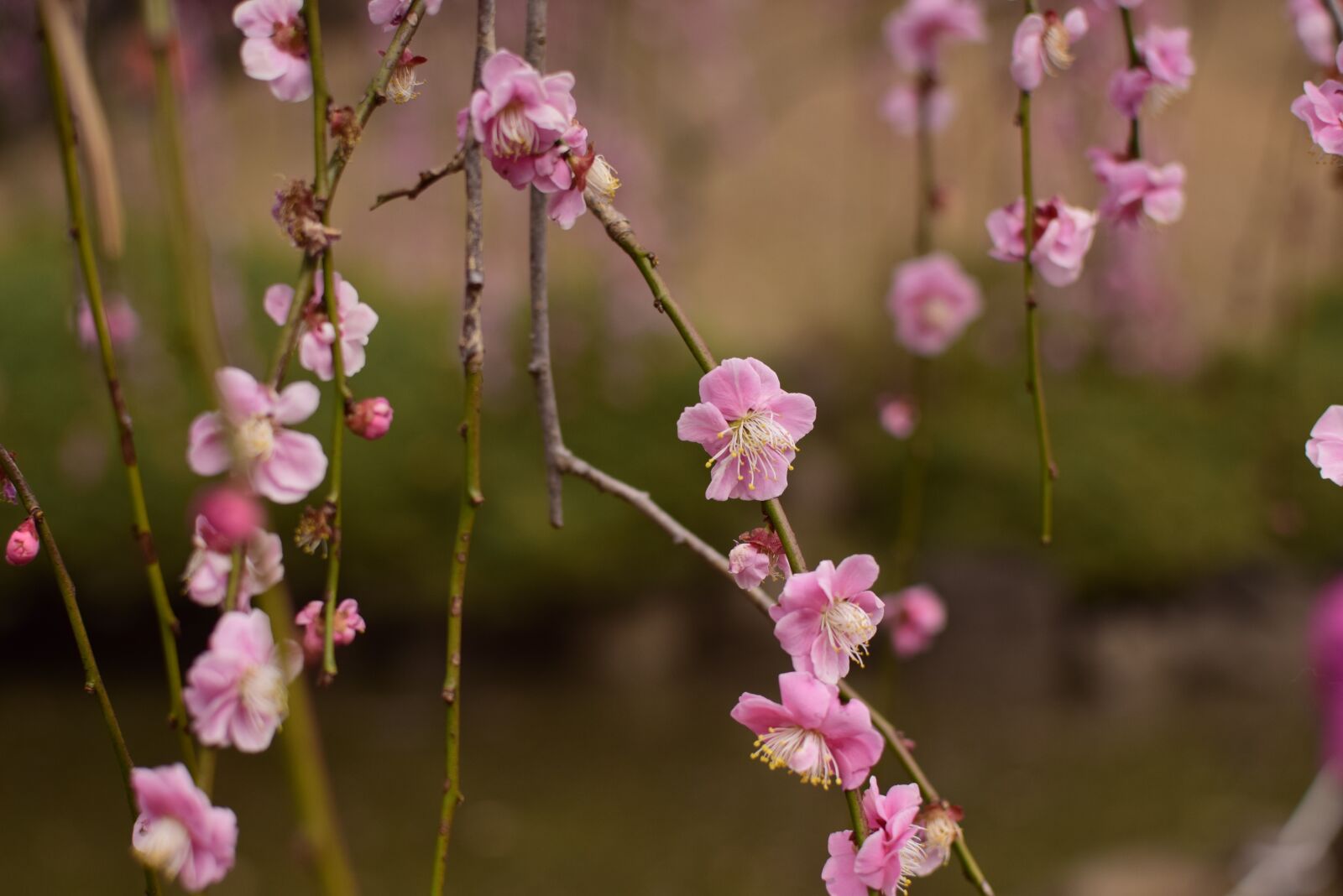 Nikon D5300 sample photo. Plum, weeping plum, flowers photography