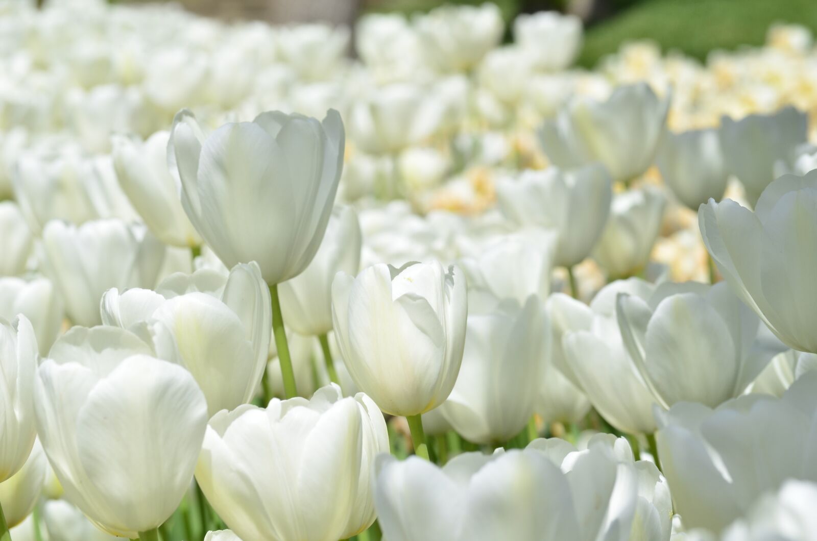 Nikon D5100 sample photo. Tulip, flower, orange photography