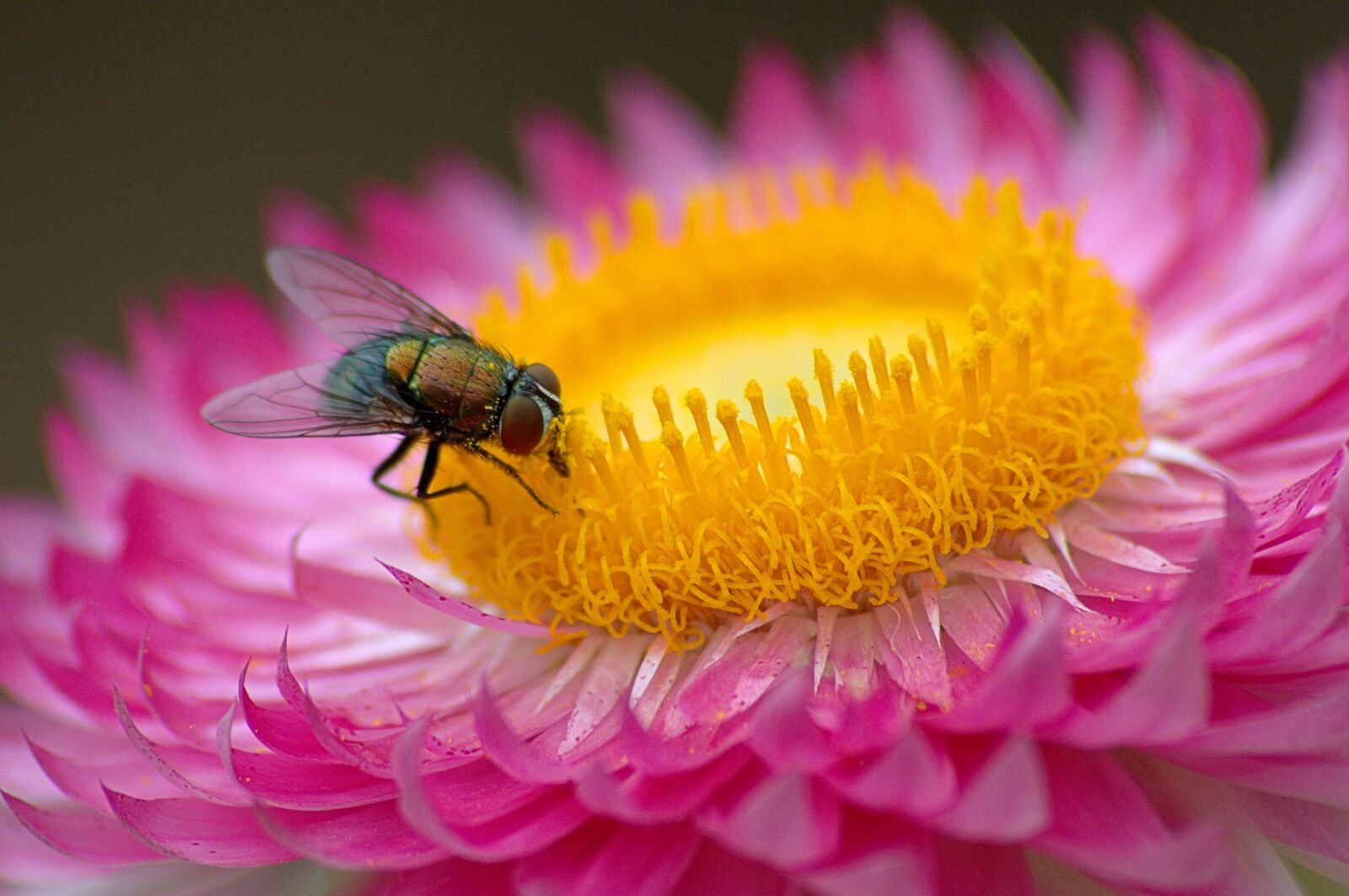 Nikon D3200 sample photo. Macro, fly, flower photography