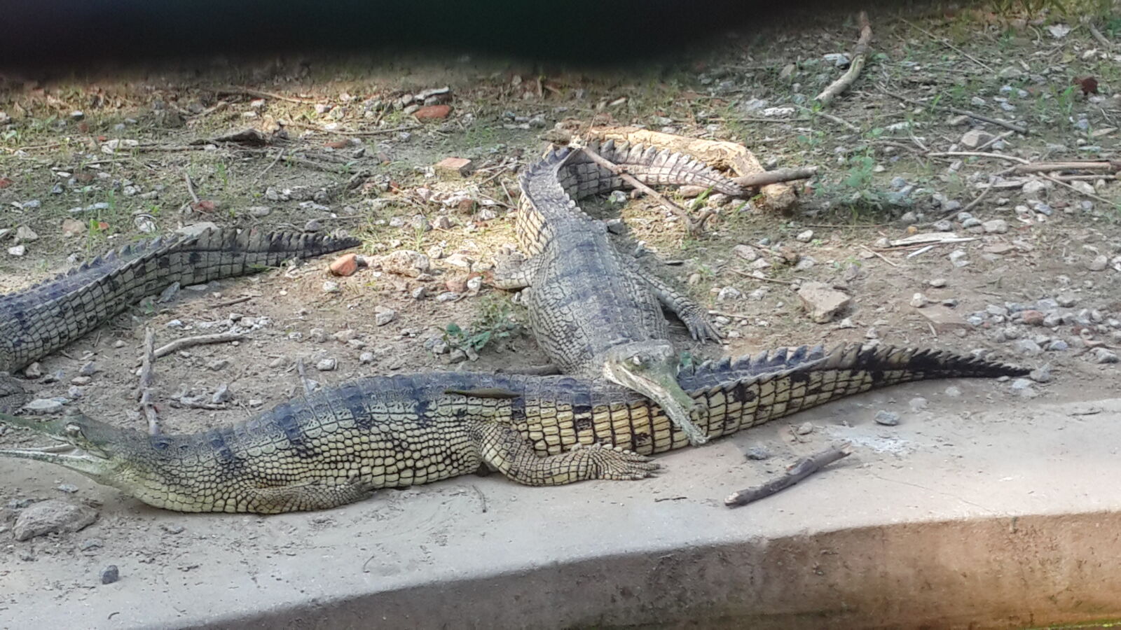 Samsung Galaxy S4 sample photo. Allegators, amusement, park, animal photography