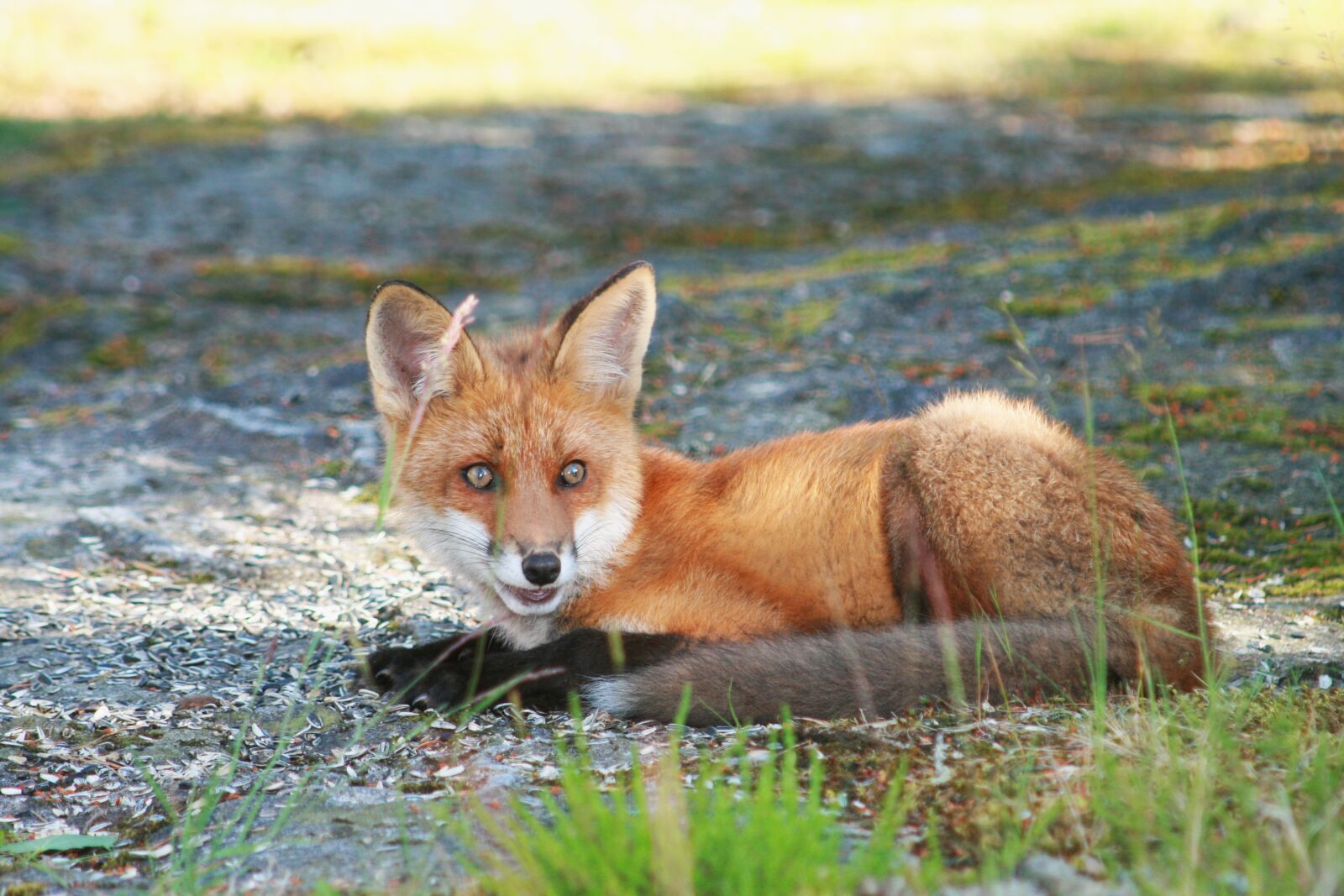 Canon EOS 400D (EOS Digital Rebel XTi / EOS Kiss Digital X) sample photo. Fuchs, wild animal, animal photography