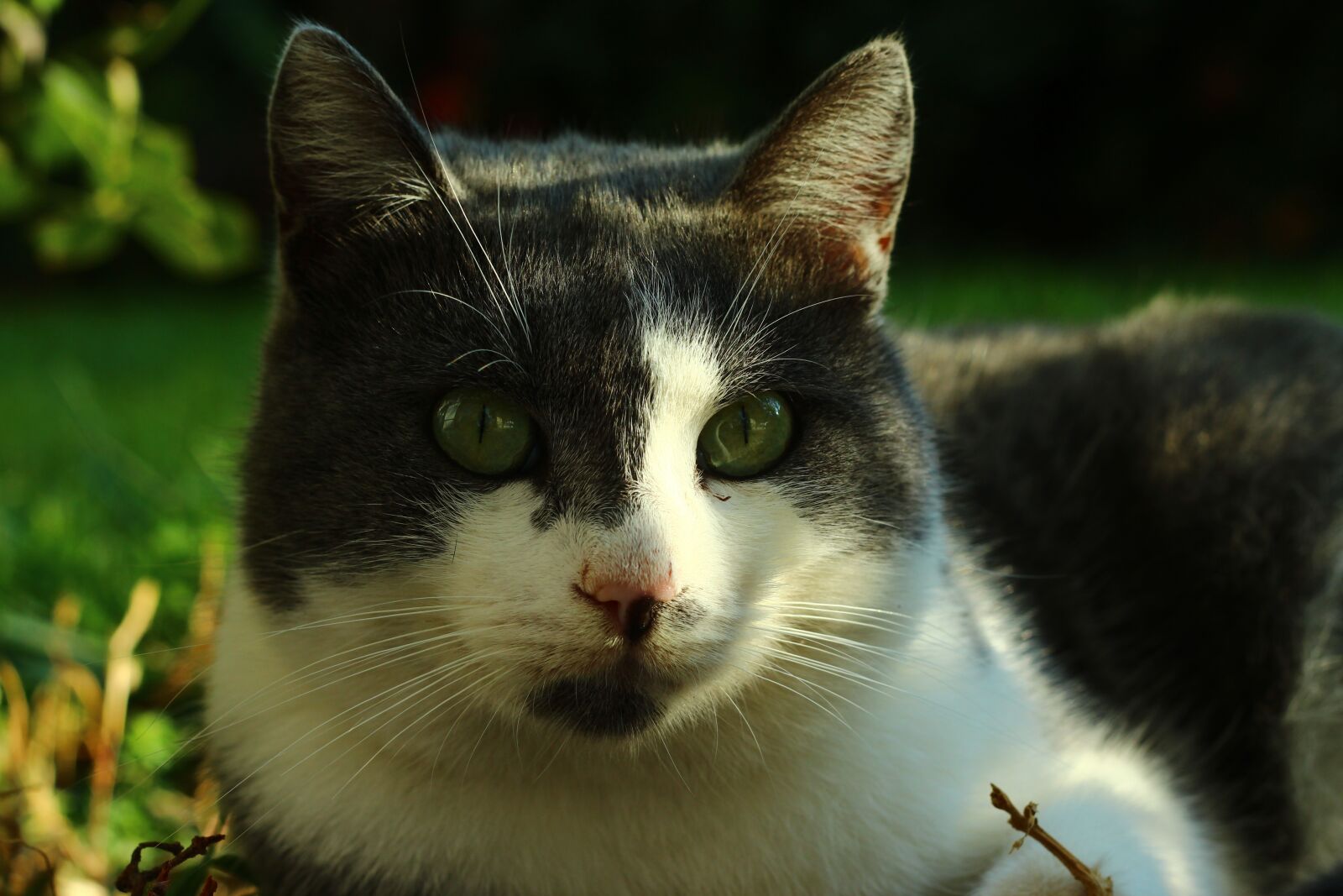 Canon EOS 600D (Rebel EOS T3i / EOS Kiss X5) + Canon EF 50mm F1.8 II sample photo. Cat, pets, calm cat photography