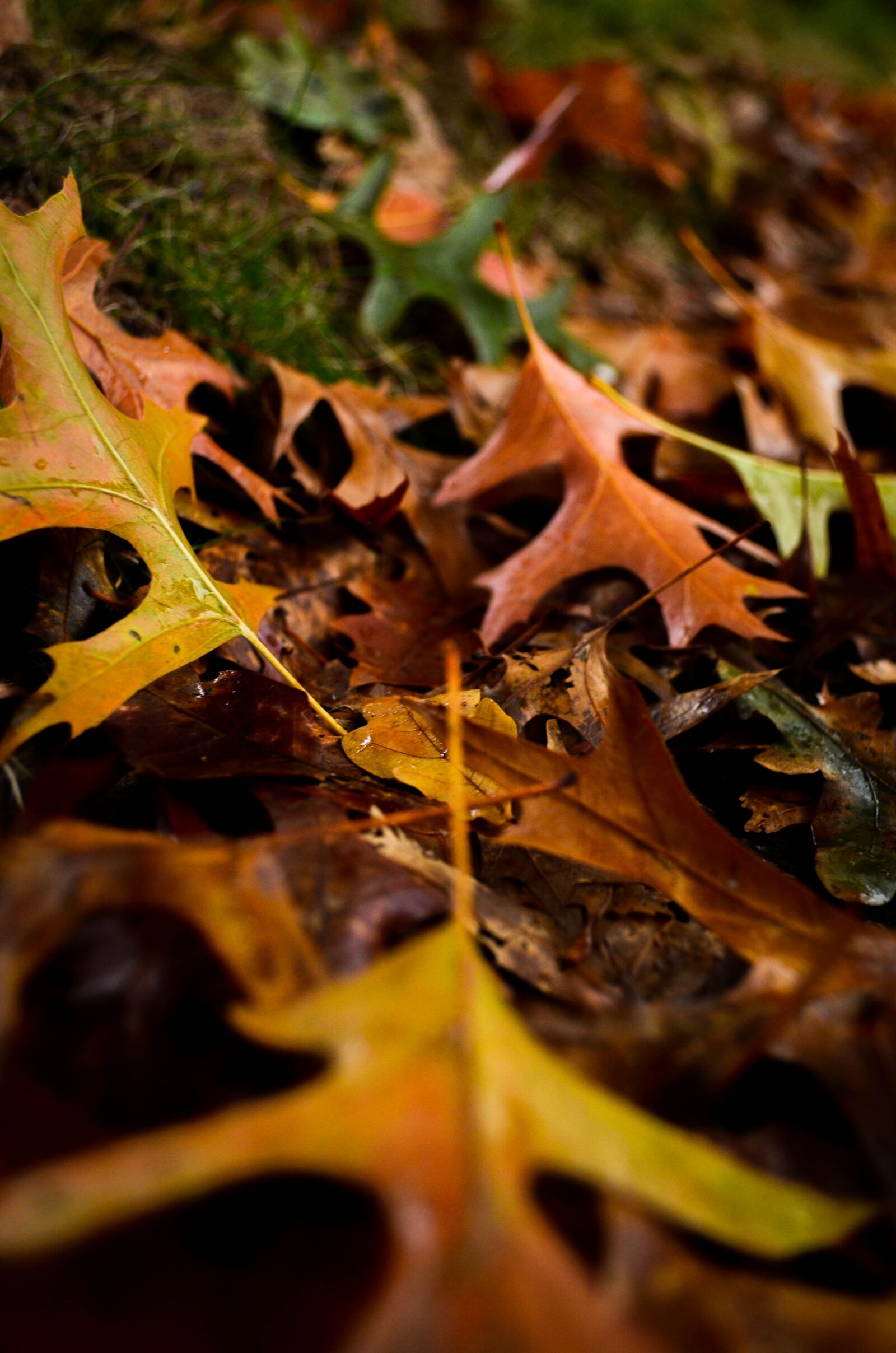 Nikon D5100 sample photo. Autumn, fall, leaves photography
