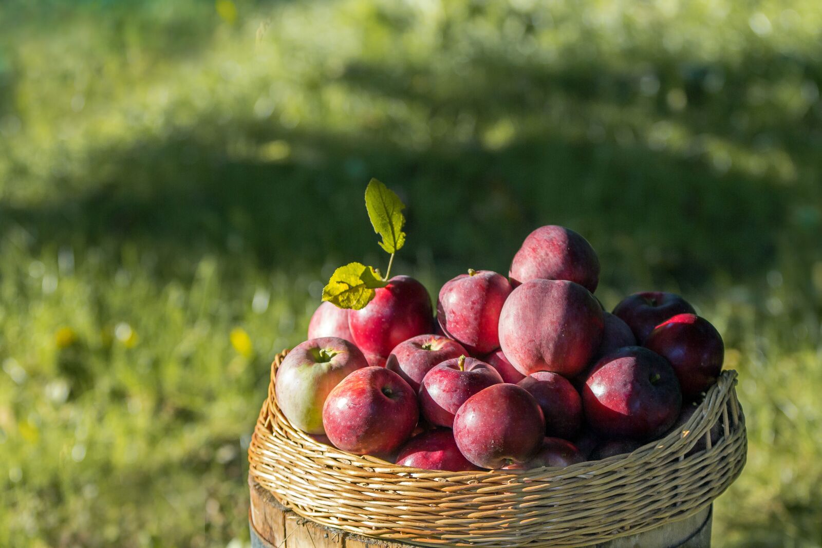 Canon EOS 60D sample photo. Apples, harvest, autumn photography