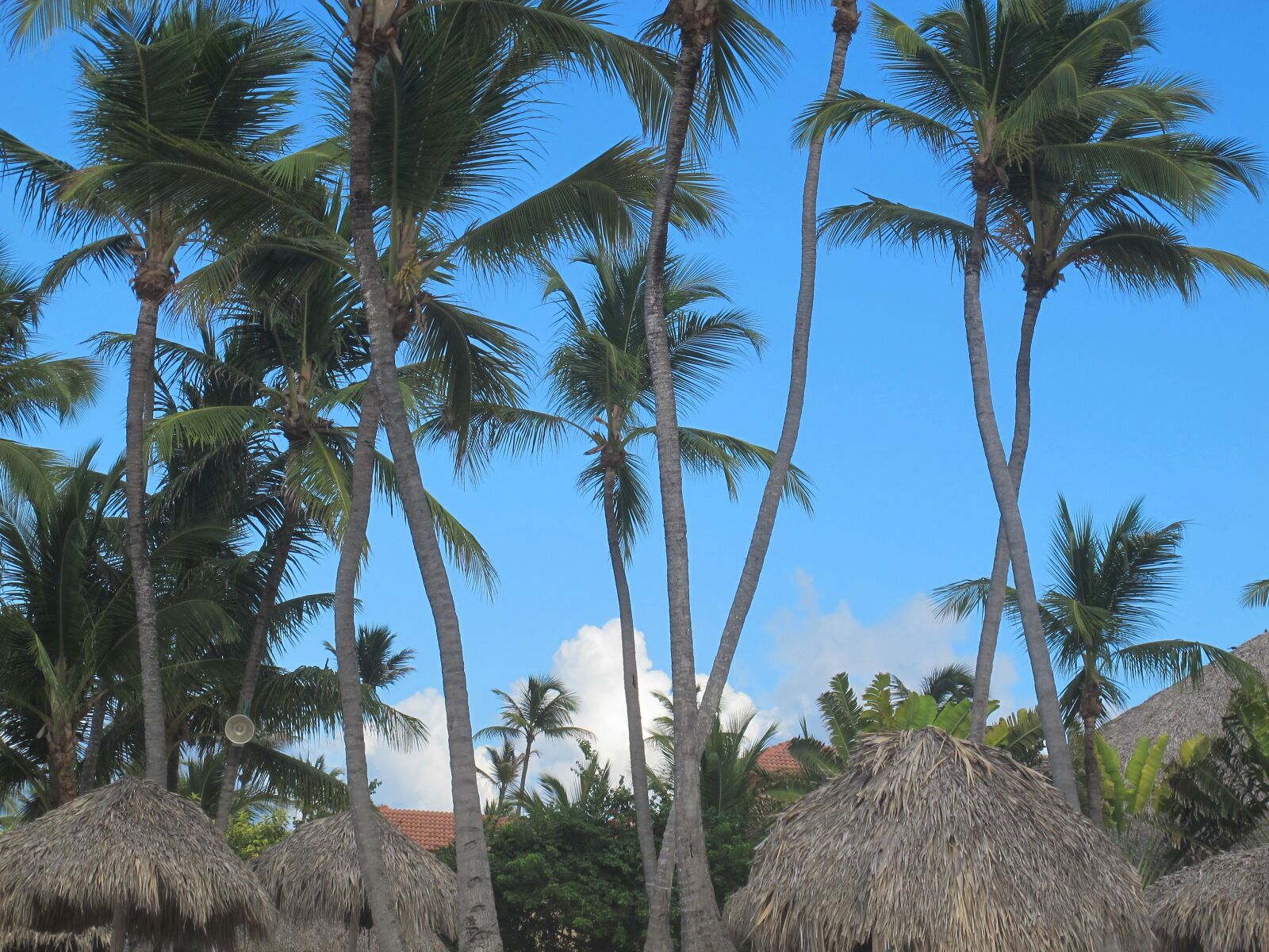 Canon PowerShot G12 sample photo. Tropical summer, palms, vacation photography