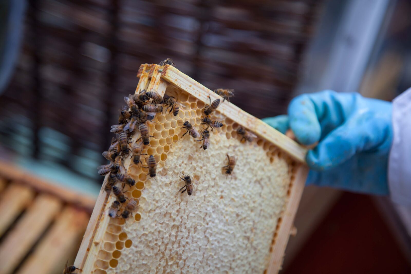 Canon EOS 5D Mark II sample photo. Honey, honeycomb, hive photography