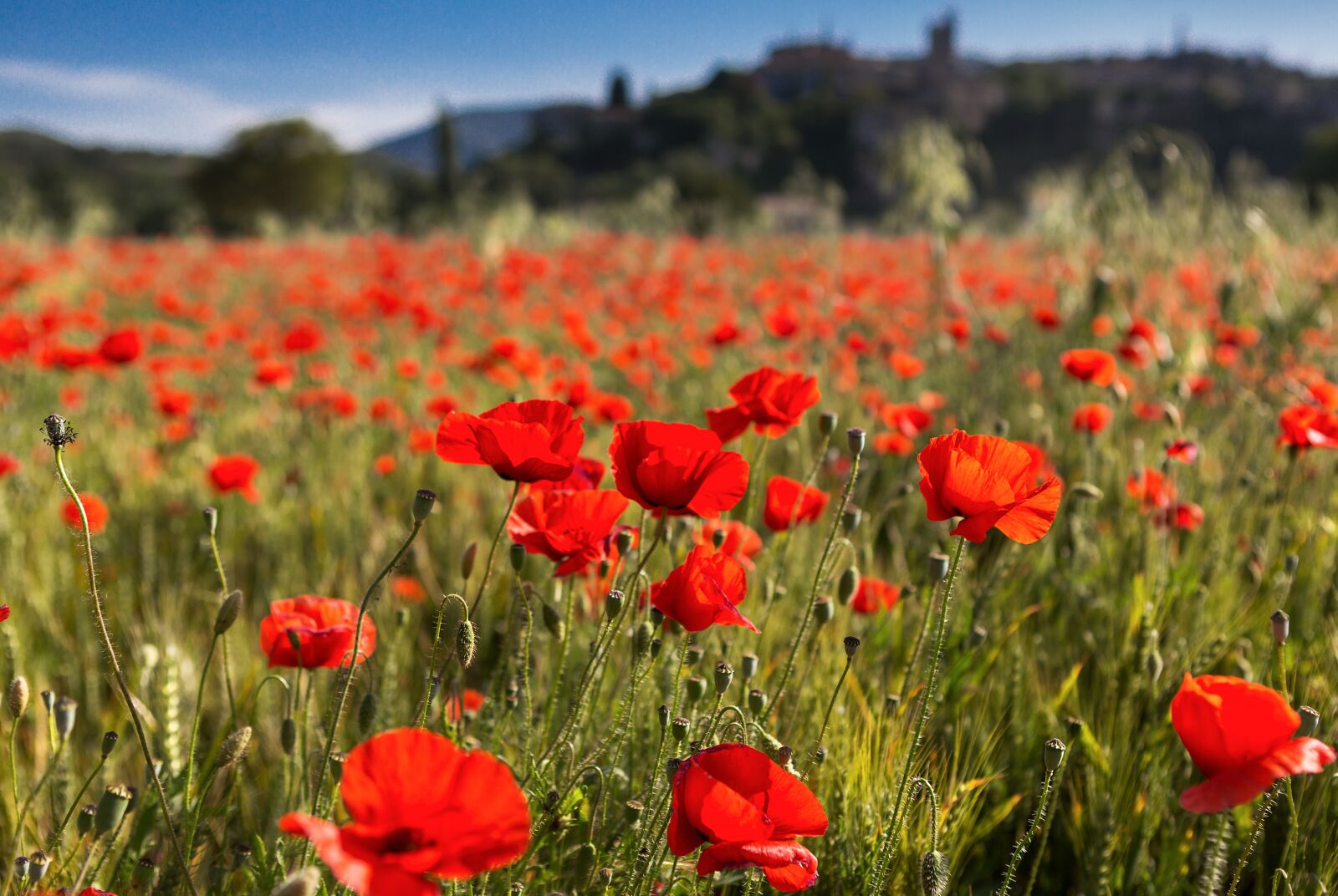 Canon EF 24-70mm F2.8L USM sample photo. Poppies, vervier, rhône photography