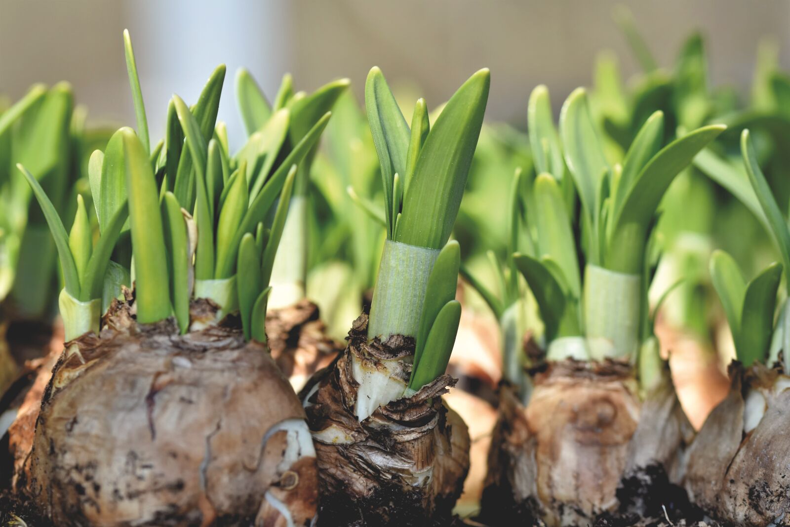 Nikon D7200 sample photo. Narcissus, narcissus bulb, spring photography