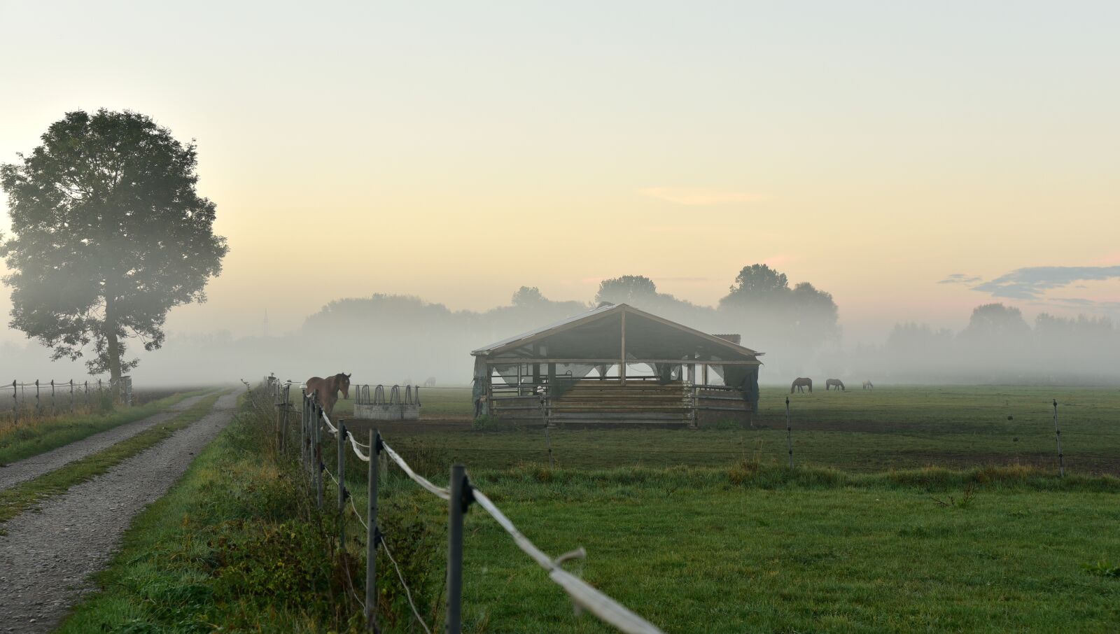 Nikon D750 sample photo. Morning mist, coupling, pasture photography