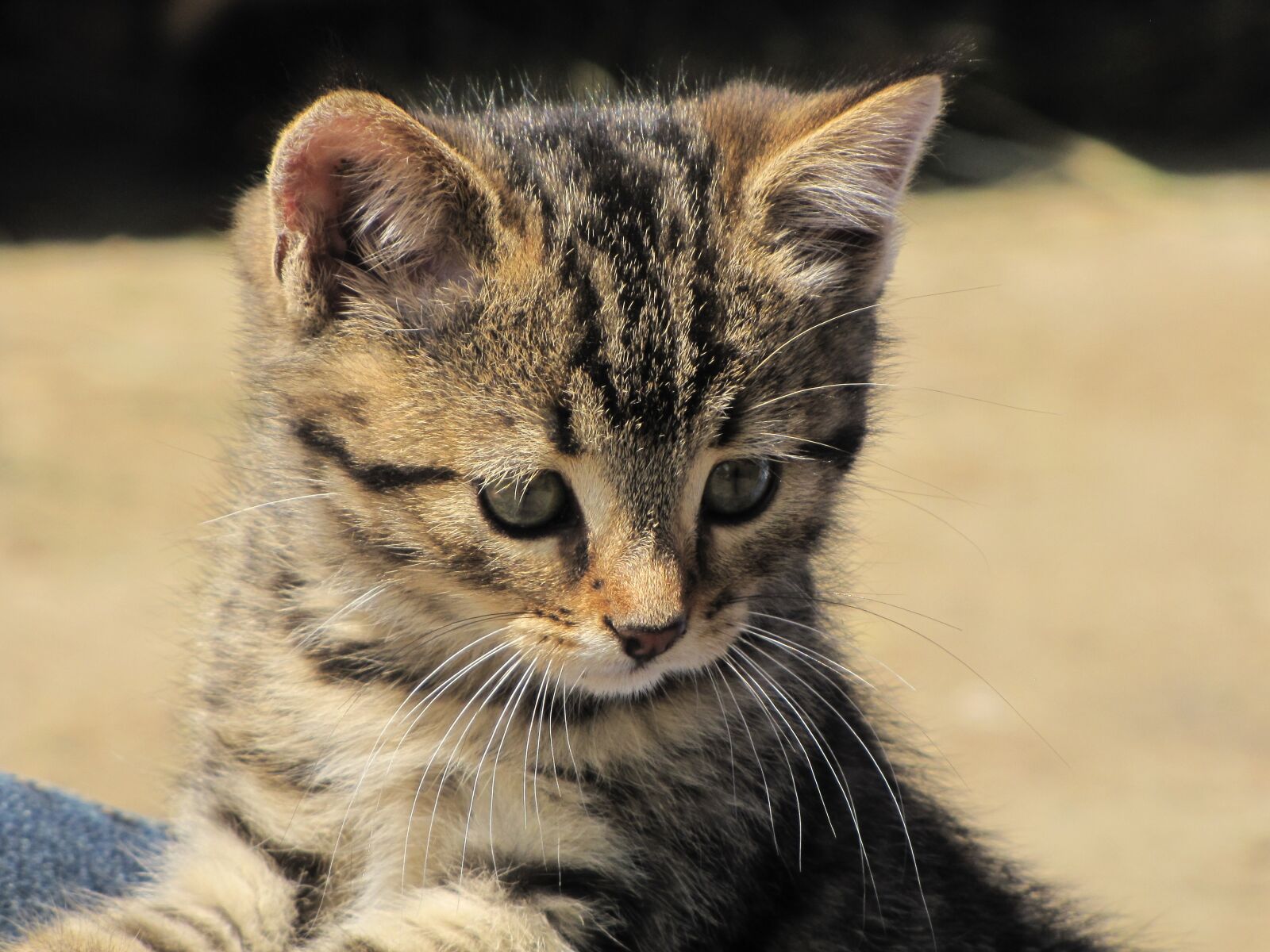 Canon PowerShot SX10 IS sample photo. Cat, mackerel, boy photography