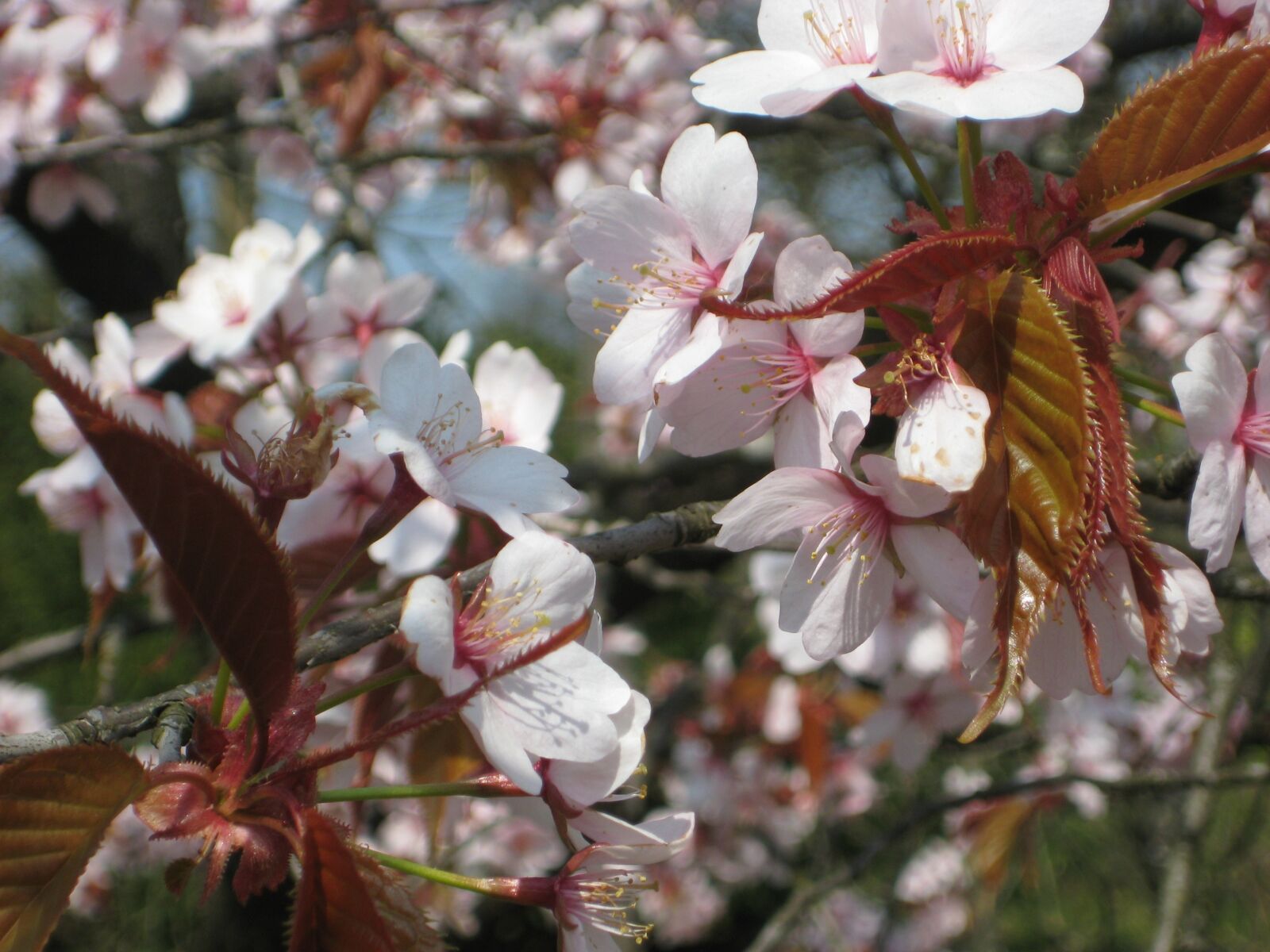 Canon DIGITAL IXUS 70 sample photo. Flourishing, tree flowers, apple photography
