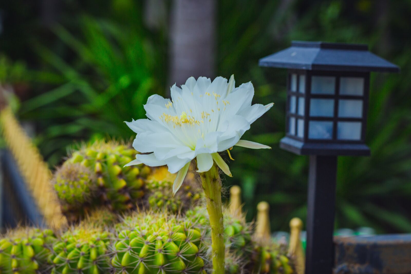 Canon EOS 700D (EOS Rebel T5i / EOS Kiss X7i) + Canon EF 50mm F1.8 STM sample photo. White, leaves, flora photography
