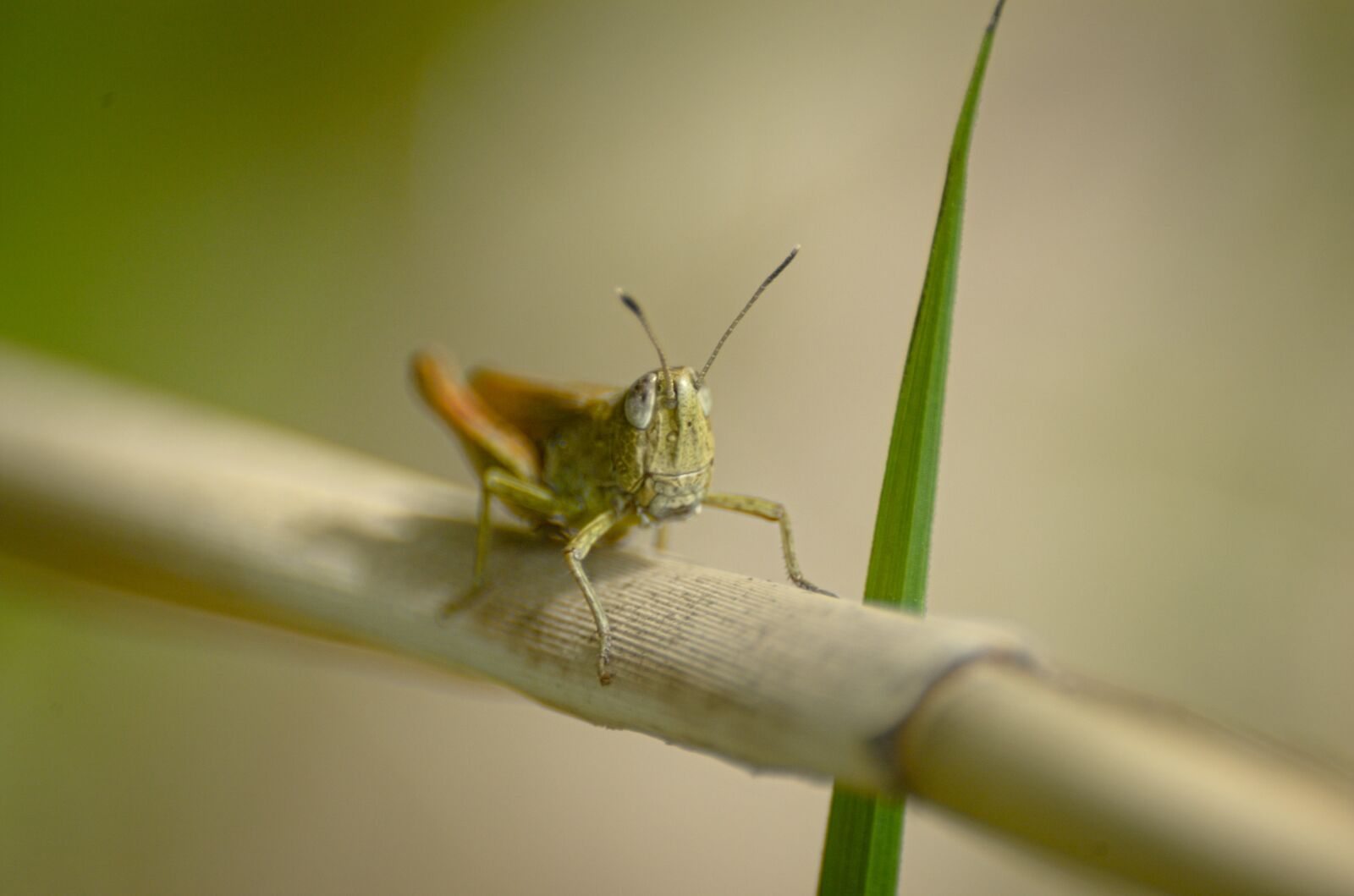 Nikon D70 sample photo. Grasshopper, insect, close up photography