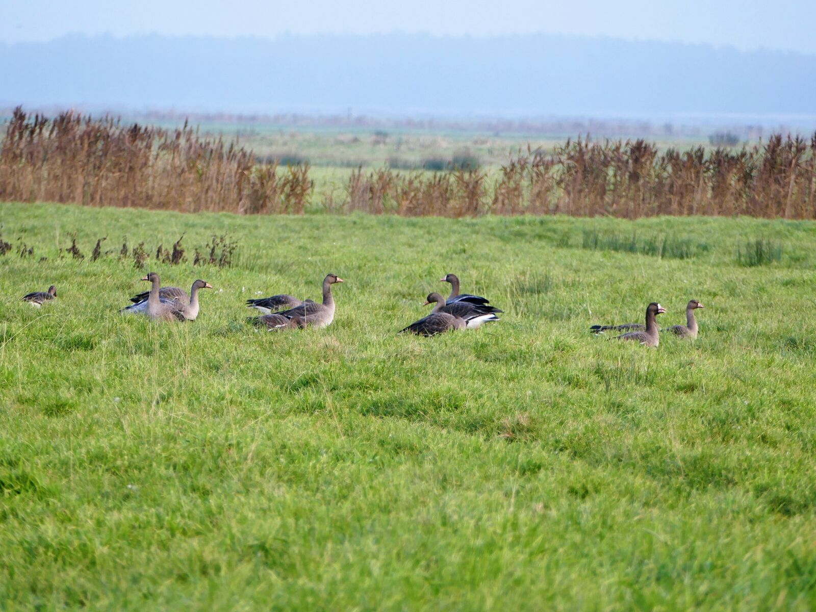Panasonic Lumix DMC-FZ1000 sample photo. Geese, migratory birds, wild photography