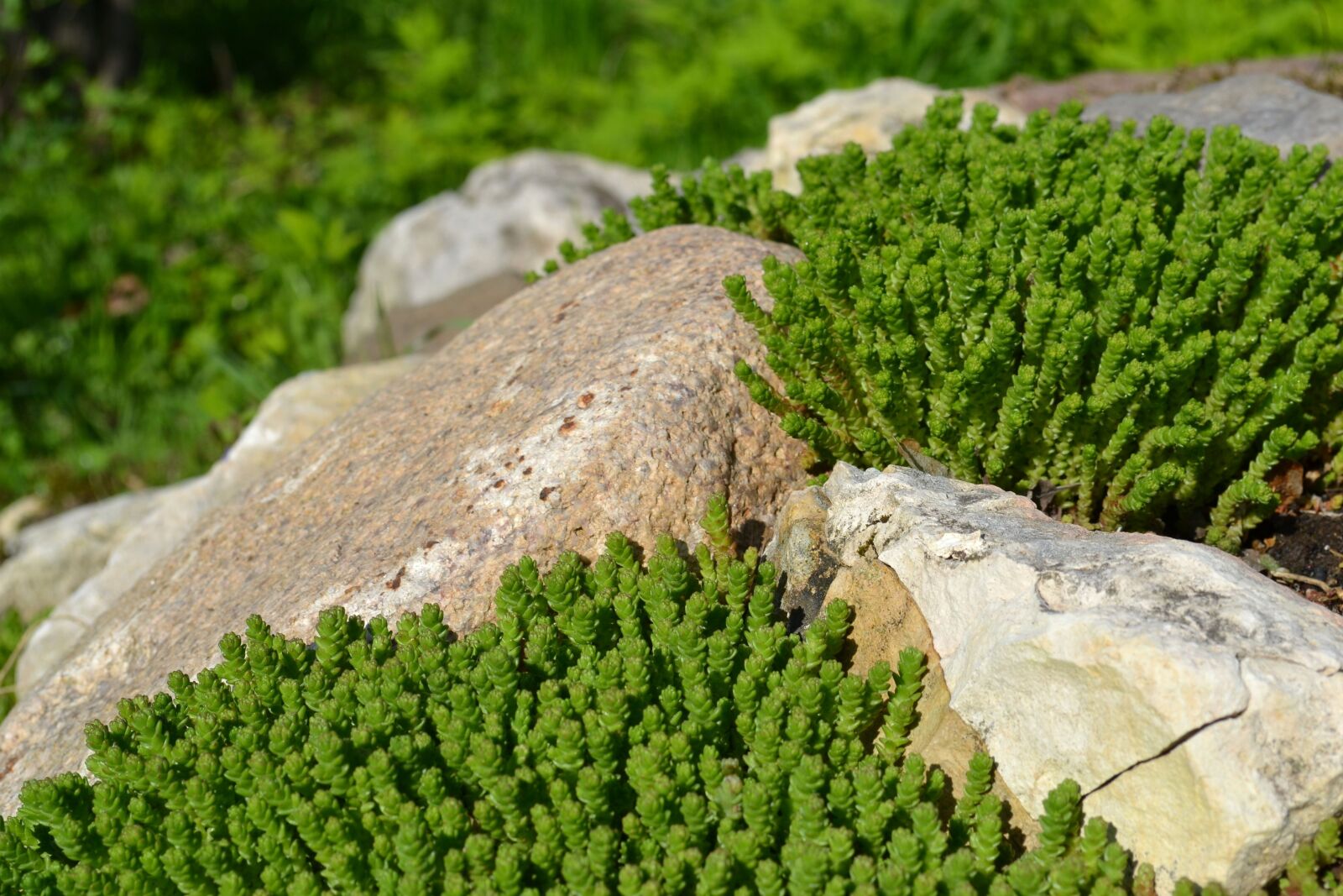 Nikon D3100 sample photo. Stones, greens, alpine slide photography