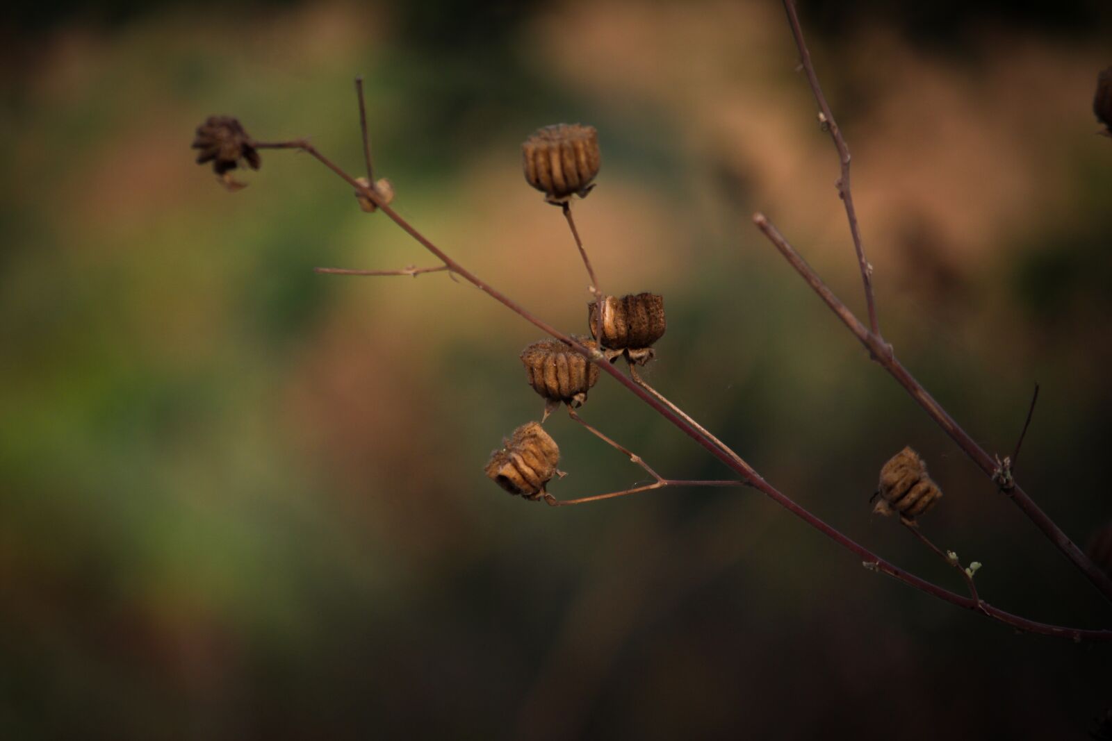 Canon EOS 700D (EOS Rebel T5i / EOS Kiss X7i) sample photo. Weeds, beautiful, beautiful weeds photography