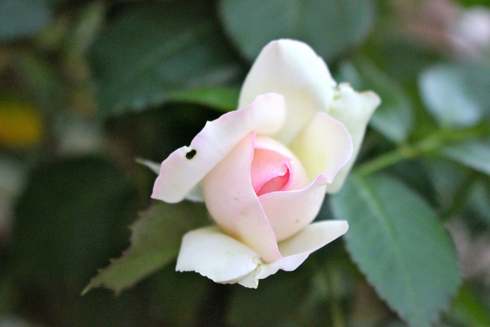 Canon EOS 100D (EOS Rebel SL1 / EOS Kiss X7) sample photo. Old rose, button, which photography