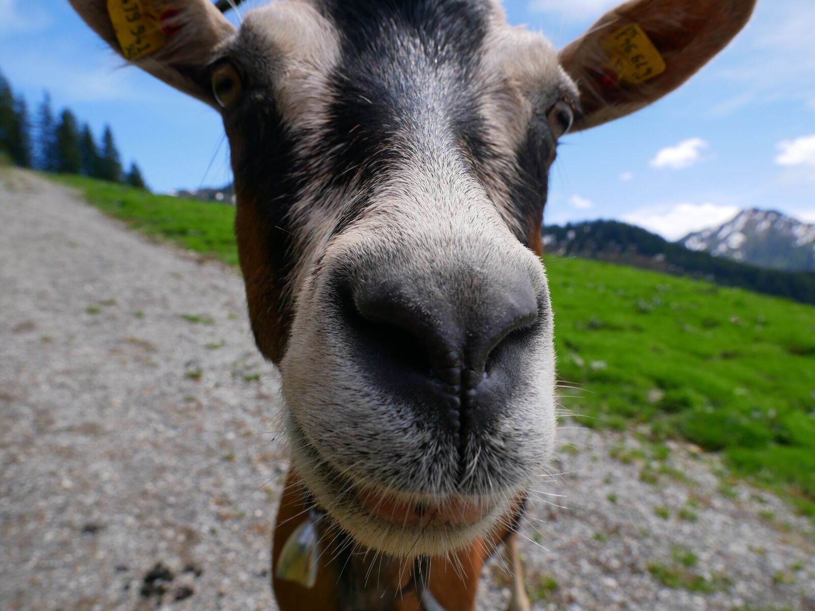 Panasonic DMC-G81 sample photo. Goat, mountain, mountain goat photography