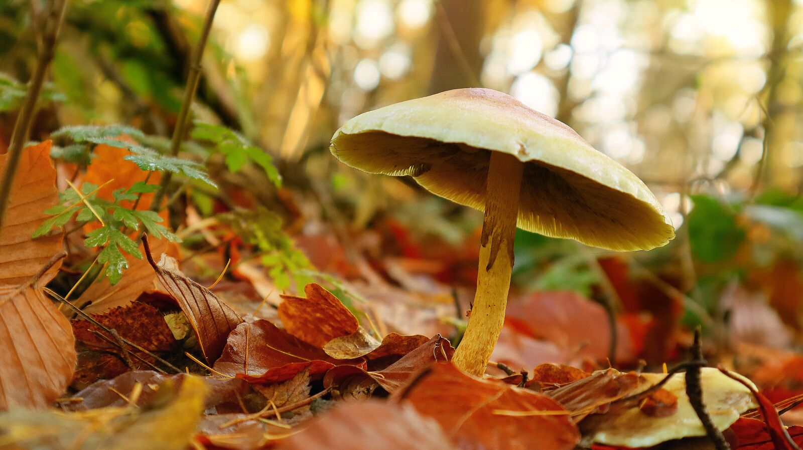 Canon EF-M 15-45mm F3.5-6.3 IS STM sample photo. Mushroom, autumn, leaves photography