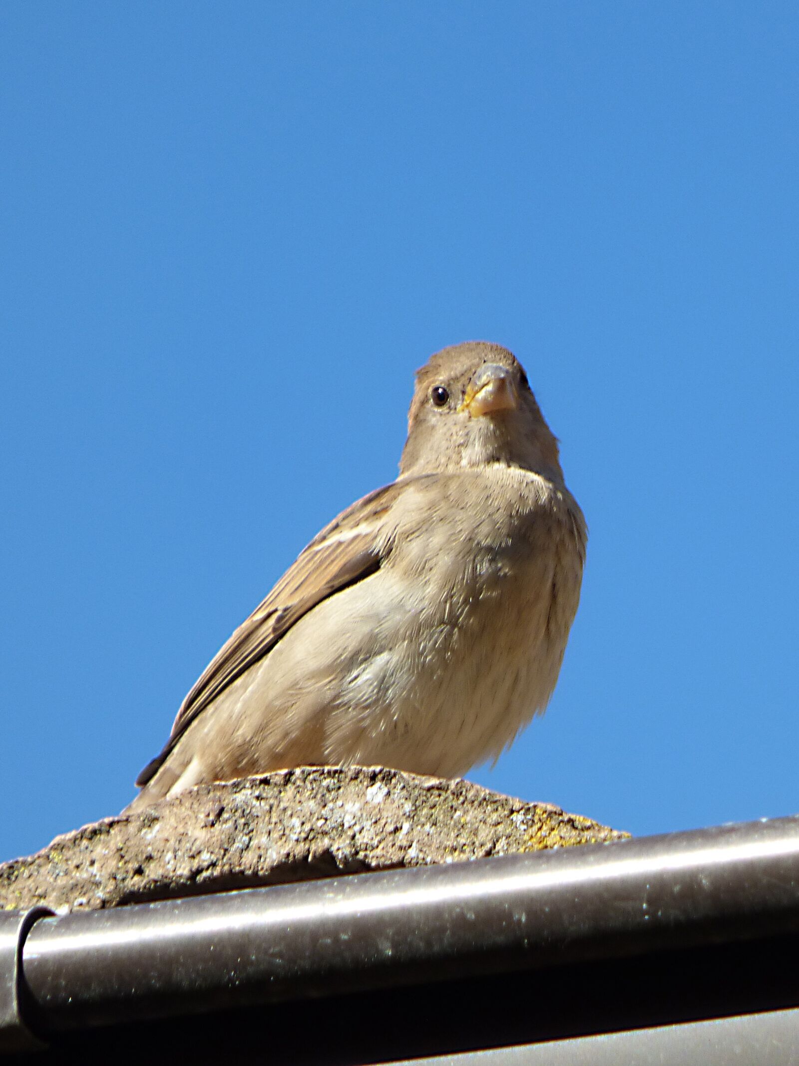 Panasonic Lumix DMC-FZ70 sample photo. Sparrow, detail, bird photography