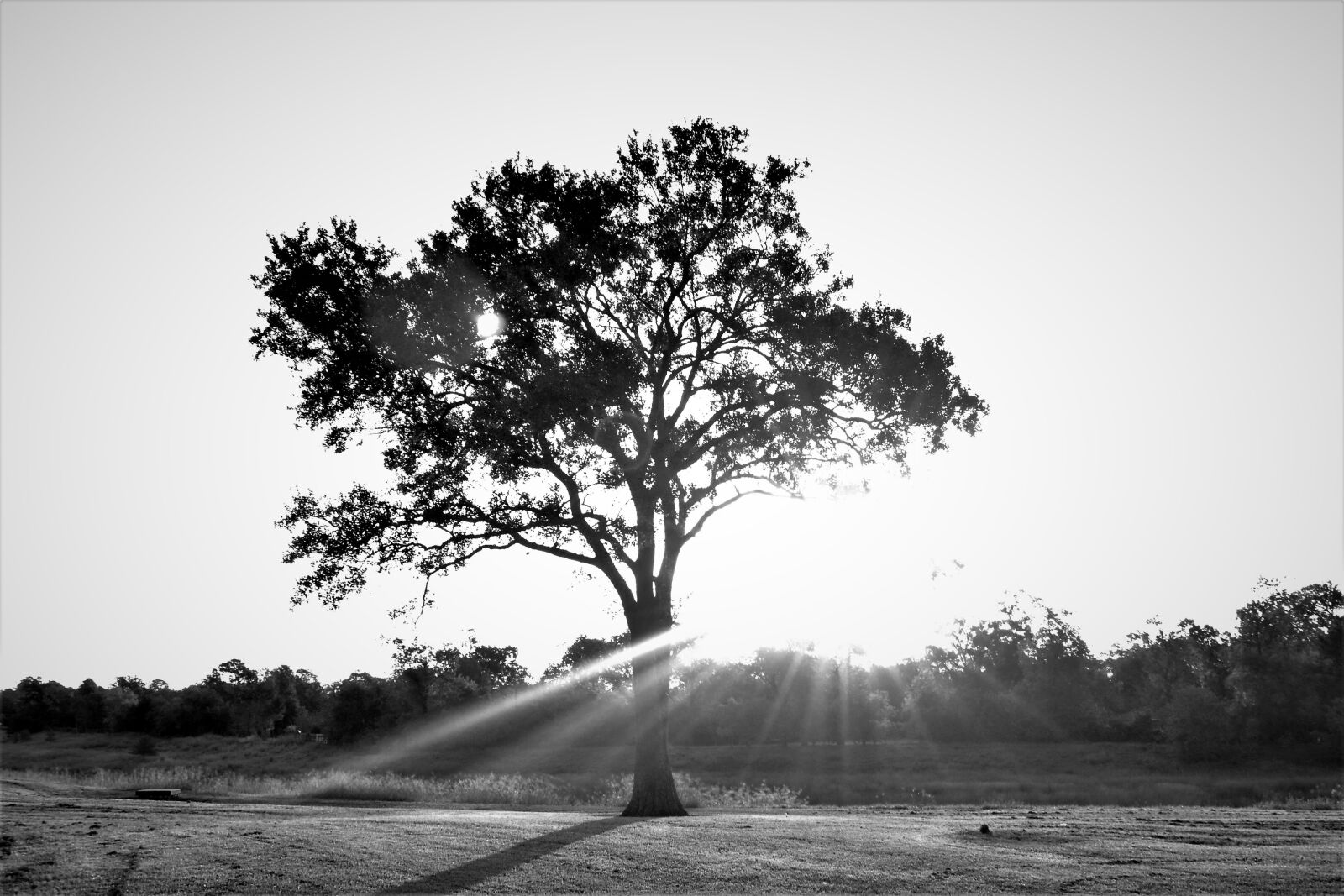 Nikon D3100 sample photo. Tree, sun light, landscape photography