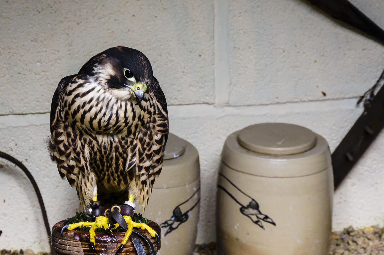 Nikon D7200 sample photo. Bird, ornithology, prey photography