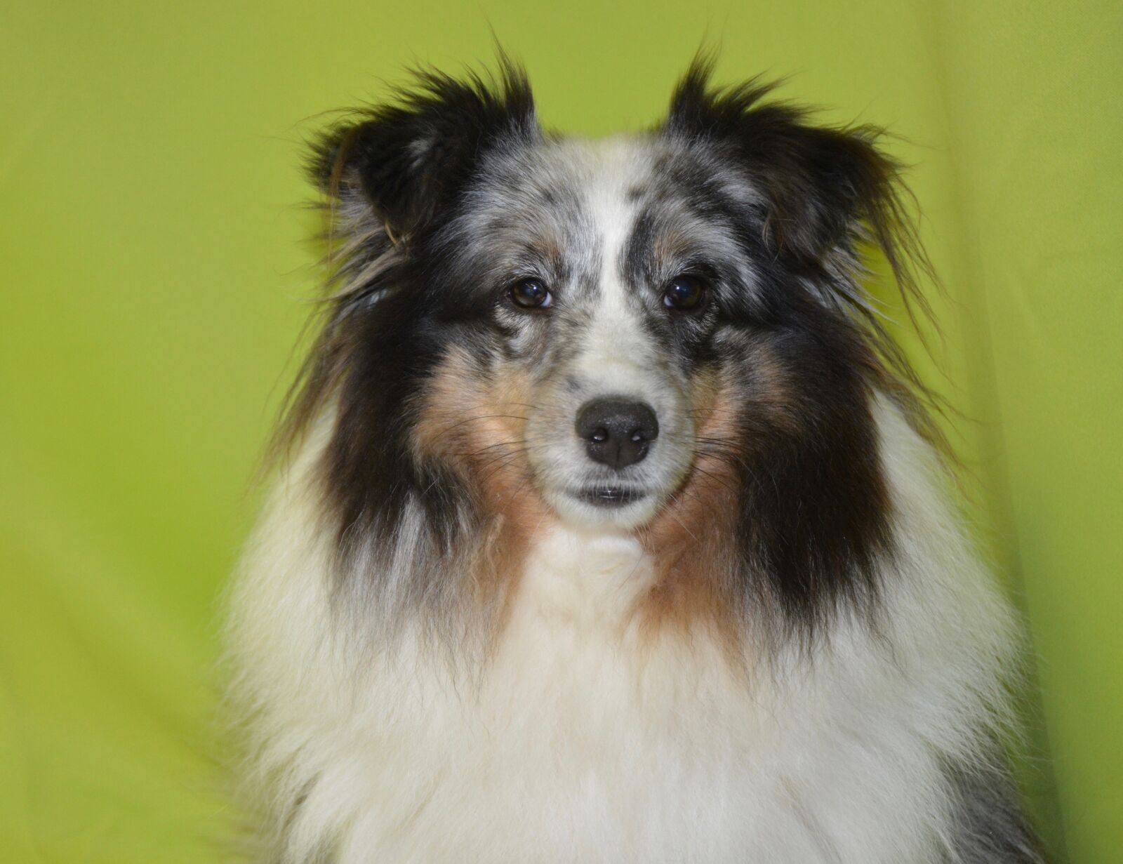 Nikon D5200 sample photo. Dog, bitch, bitch mirage photography