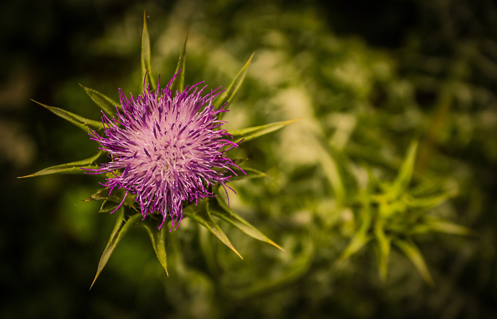 Nikon D3200 sample photo. Plant, thistle, flower photography