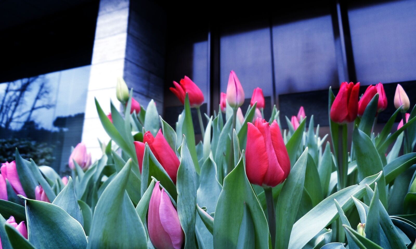 Olympus SZ-20 sample photo. Tulip, red flowers, spring photography