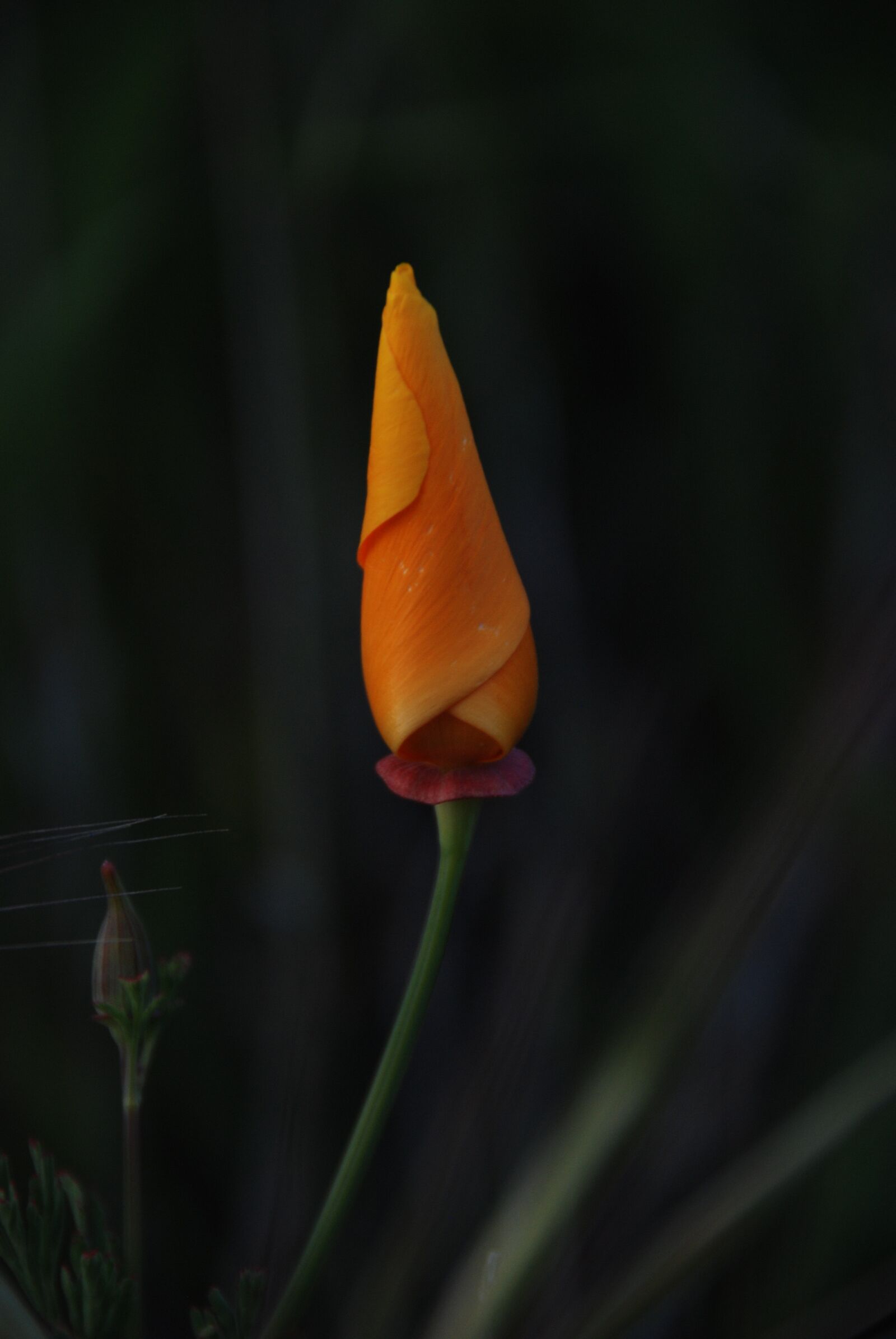Nikon D80 sample photo. Flower, bud, petals photography