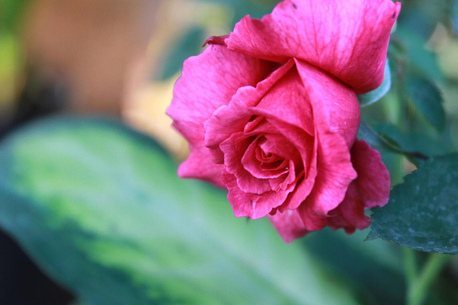 Canon EOS 600D (Rebel EOS T3i / EOS Kiss X5) sample photo. Pink, rose, flower, petal photography
