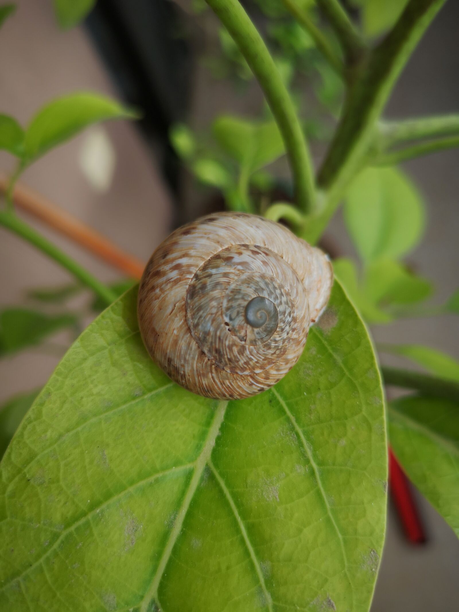 HUAWEI CLT-L29 sample photo. Snail, plant, green photography
