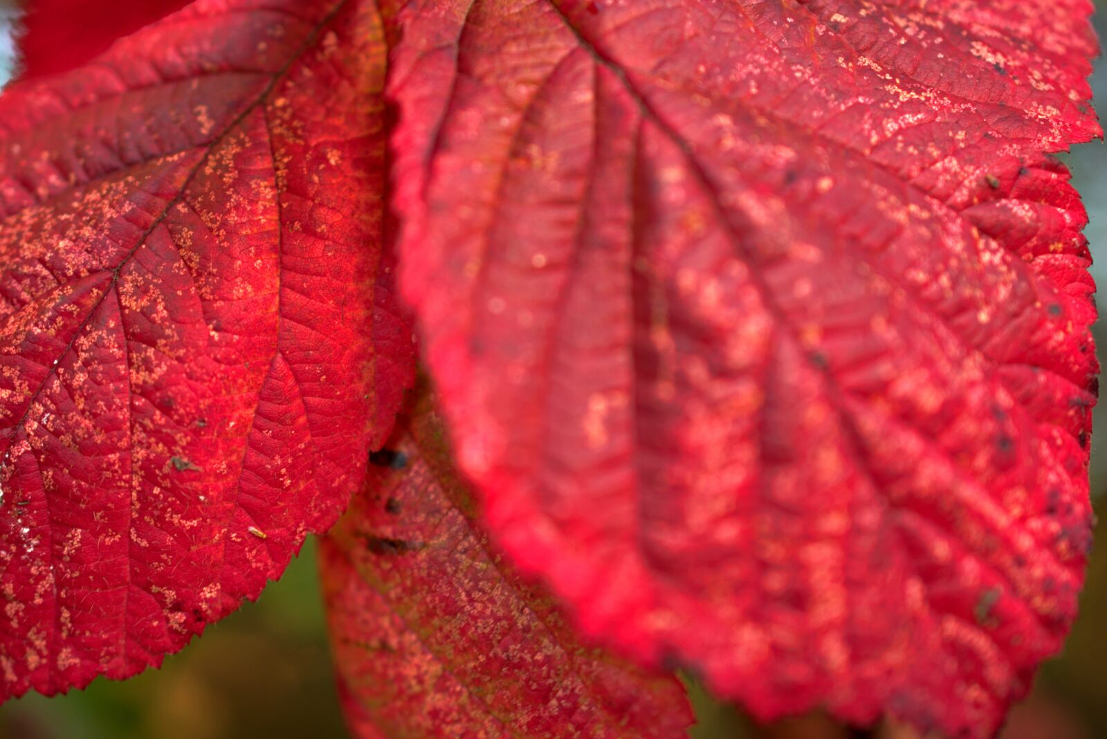 Nikon D3400 sample photo. Nottingham, uk, red photography