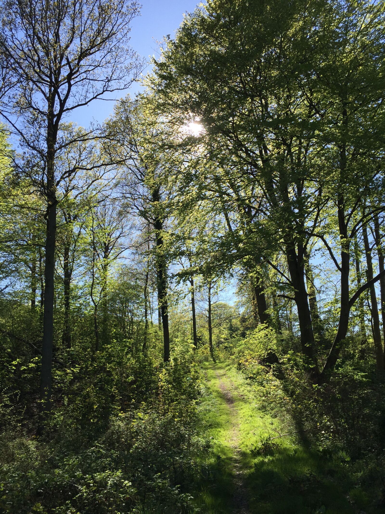 iPhone 6 back camera 4.15mm f/2.2 sample photo. Forest, forest path, natural photography