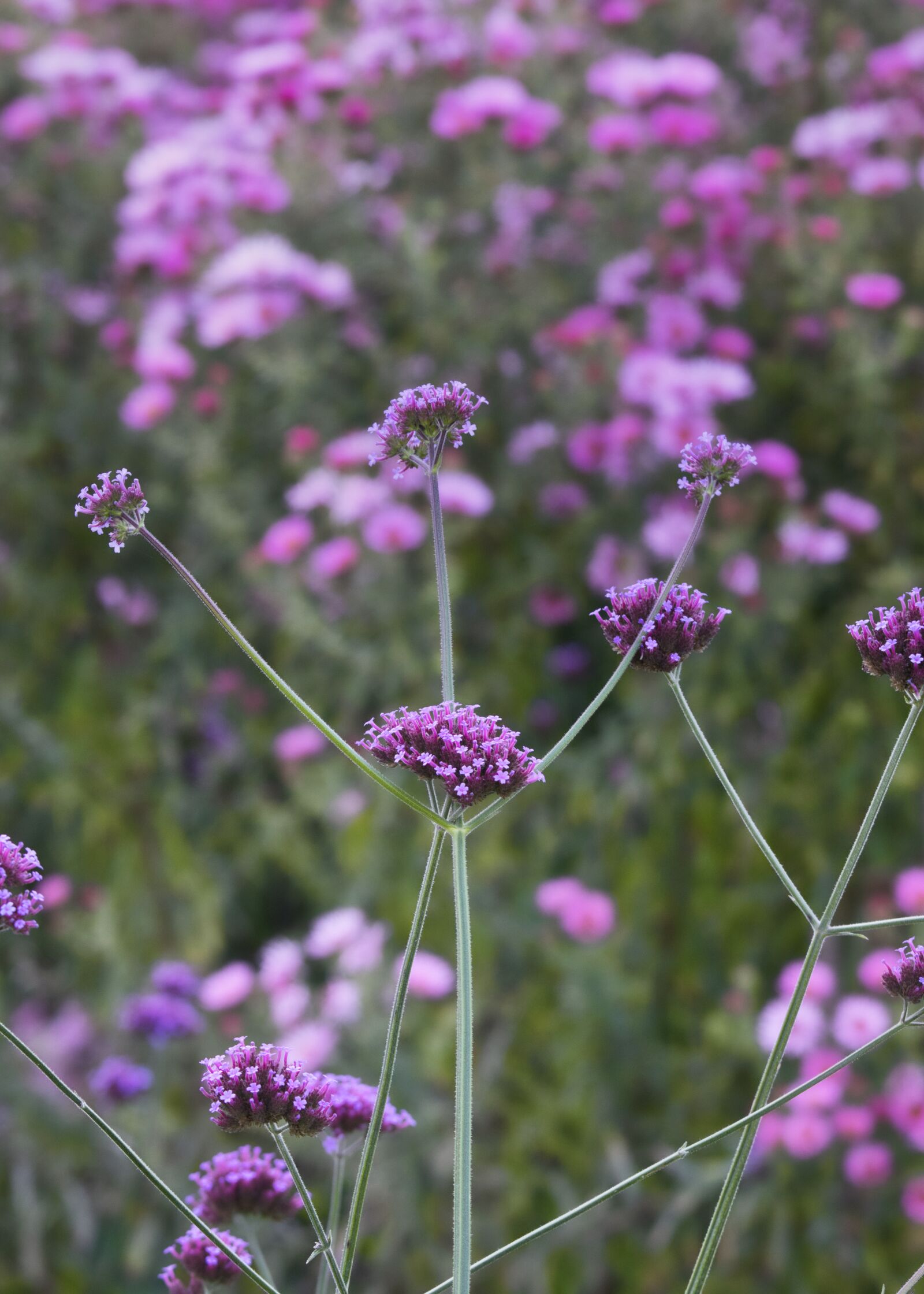 Canon EOS 200D (EOS Rebel SL2 / EOS Kiss X9) + Canon EF 70-200mm F4L IS USM sample photo. Wild flower, verbena, beauty photography