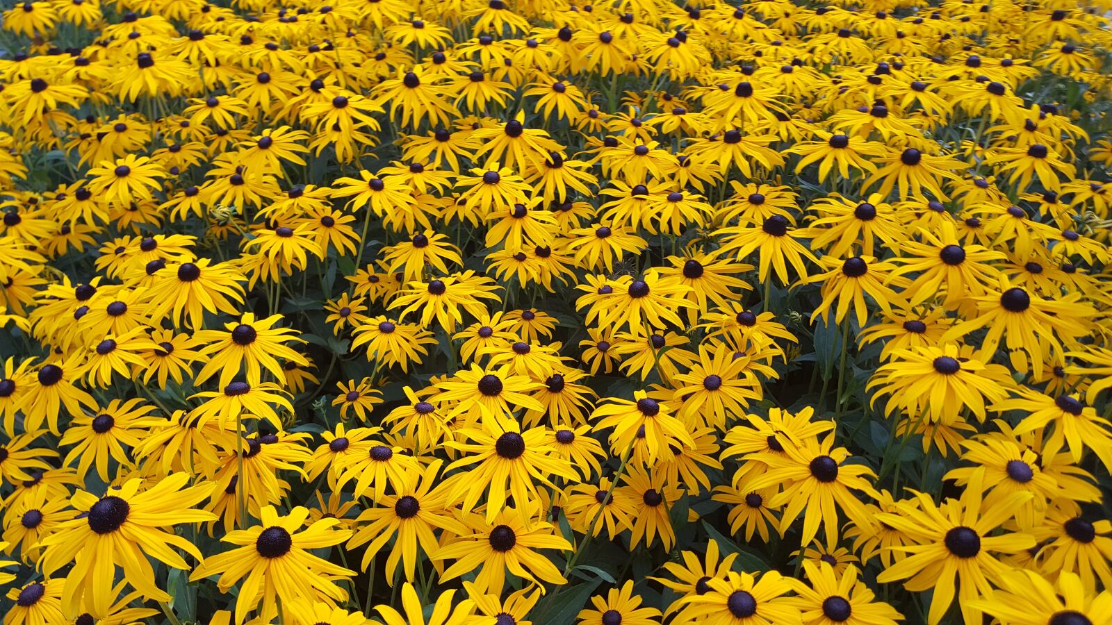Samsung Galaxy S6 sample photo. Flower, floral, nature photography