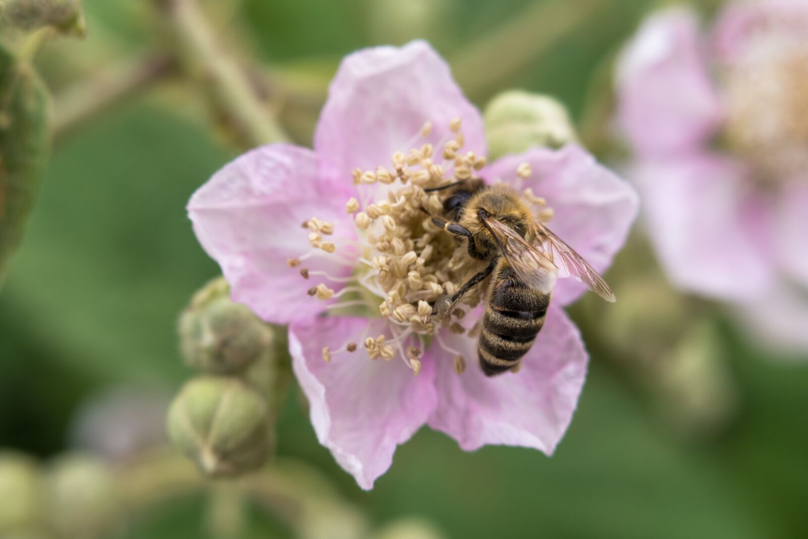 Canon PowerShot G3 X sample photo. Bee, blackberry, bush photography