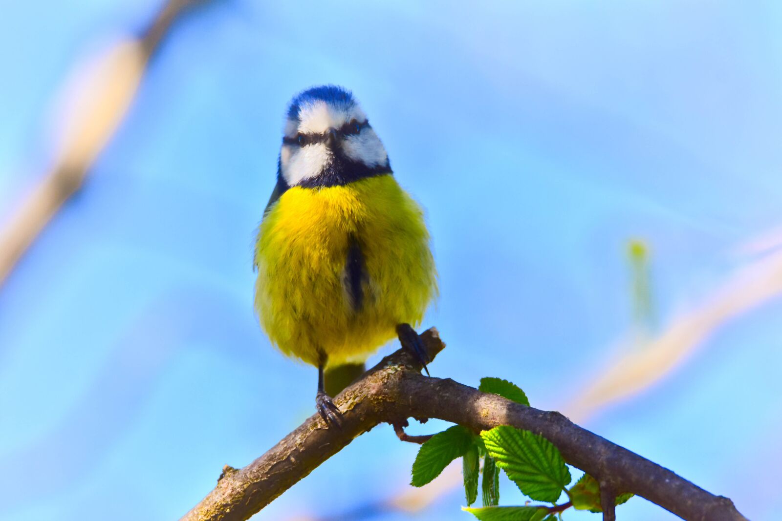 Tamron SP 150-600mm F5-6.3 Di VC USD sample photo. Bird, nature, tit photography