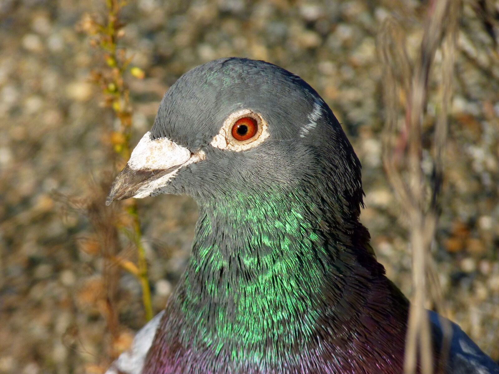 Panasonic Lumix DMC-FZ35 (Lumix DMC-FZ38) sample photo. Bird, dove, ornithology photography