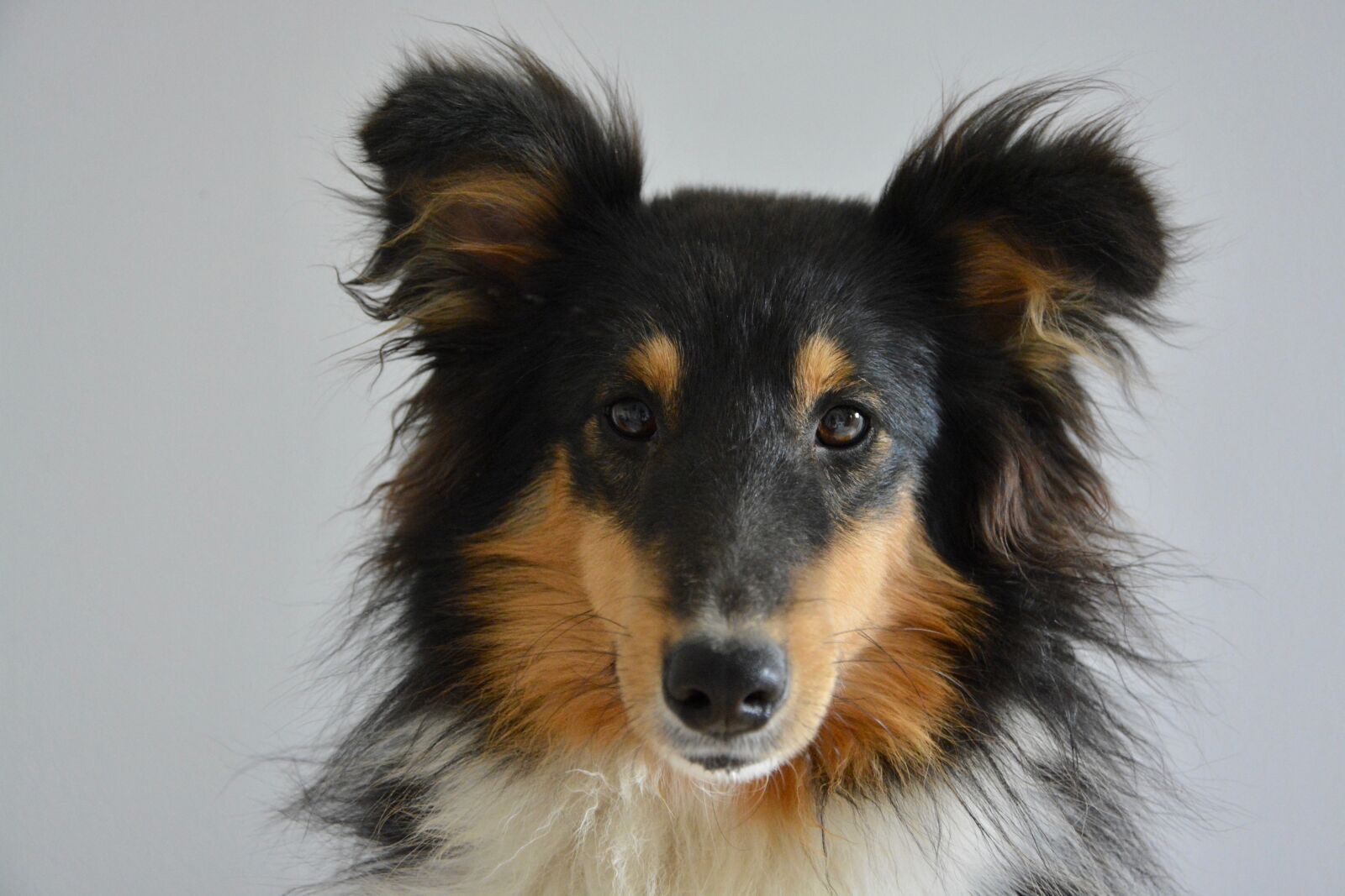 Nikon D5200 sample photo. Shetland sheepdog, portrait, tricolor photography