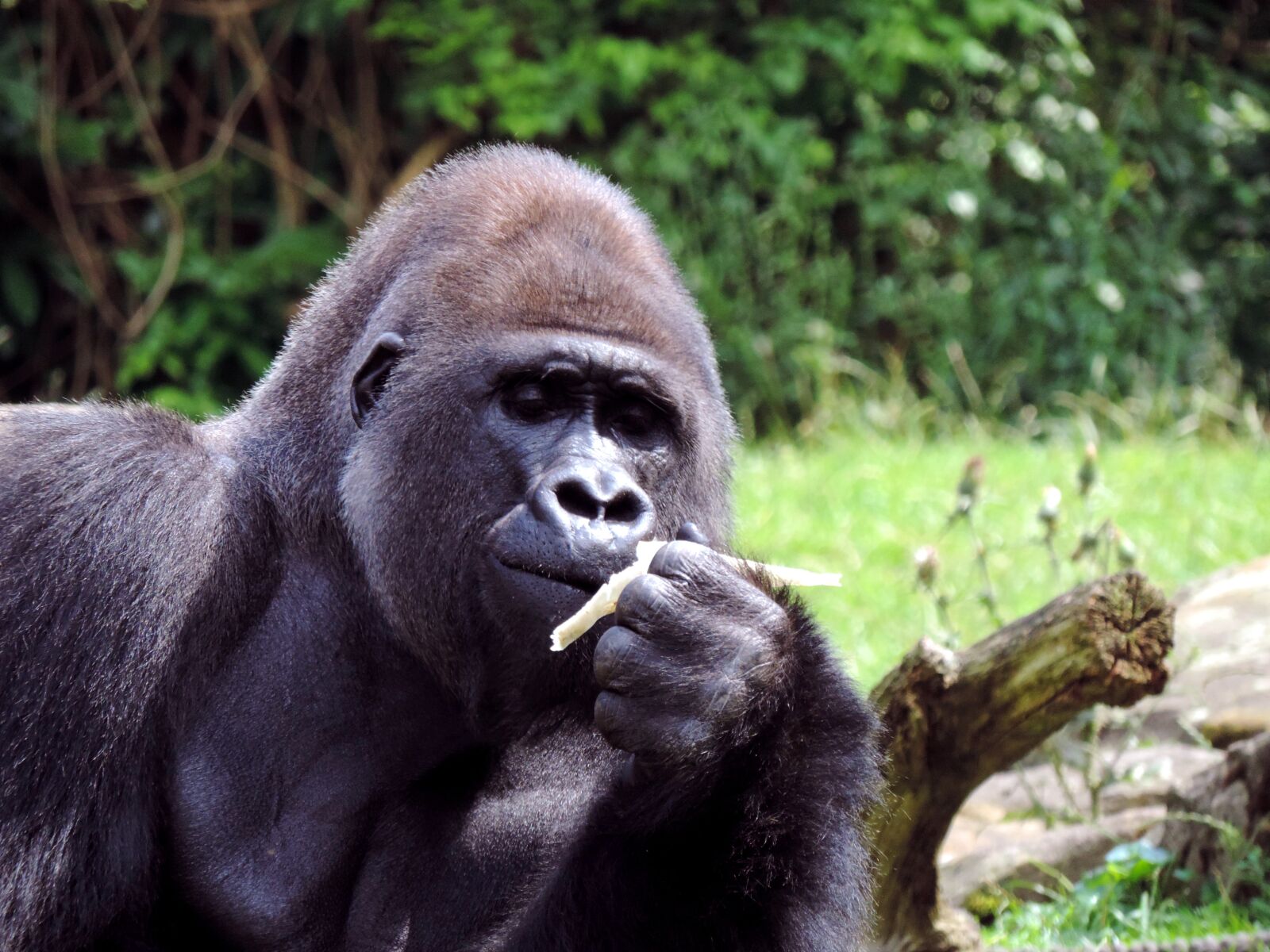 Nikon Coolpix P520 sample photo. Gorilla, males, ape photography