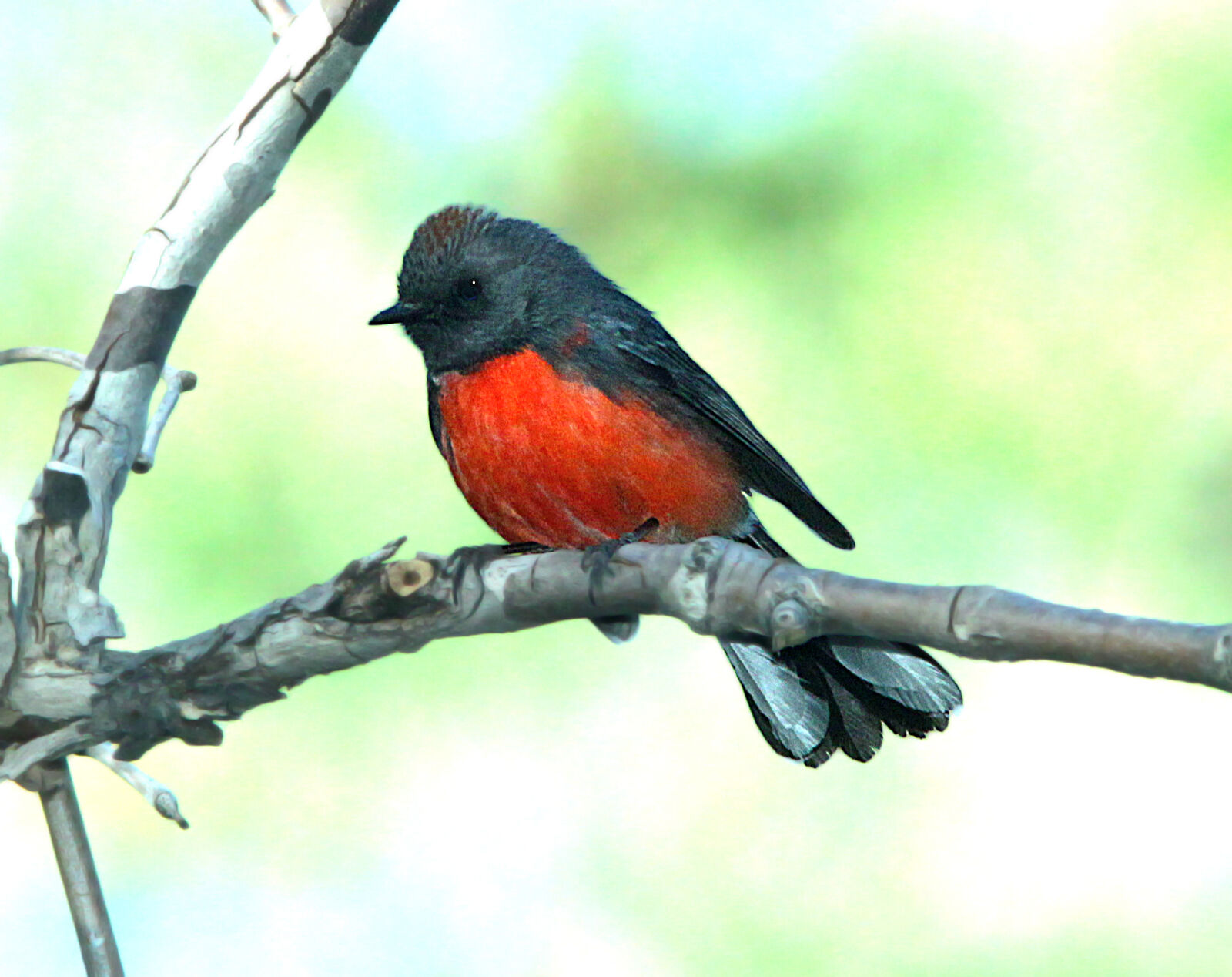 Canon EF 300mm F4L IS USM sample photo