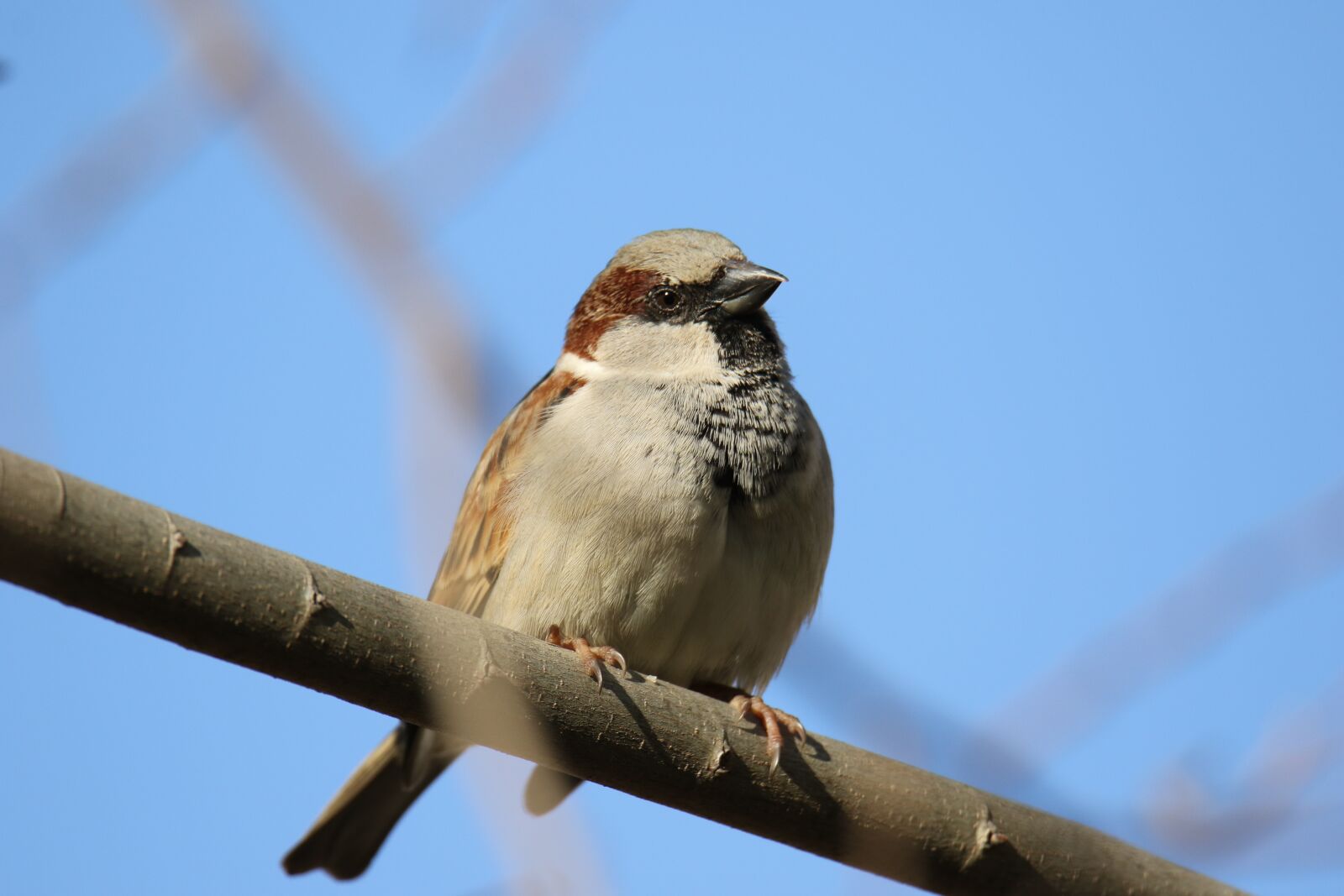 Canon EOS 7D Mark II sample photo. Animal, bird, closeup photography