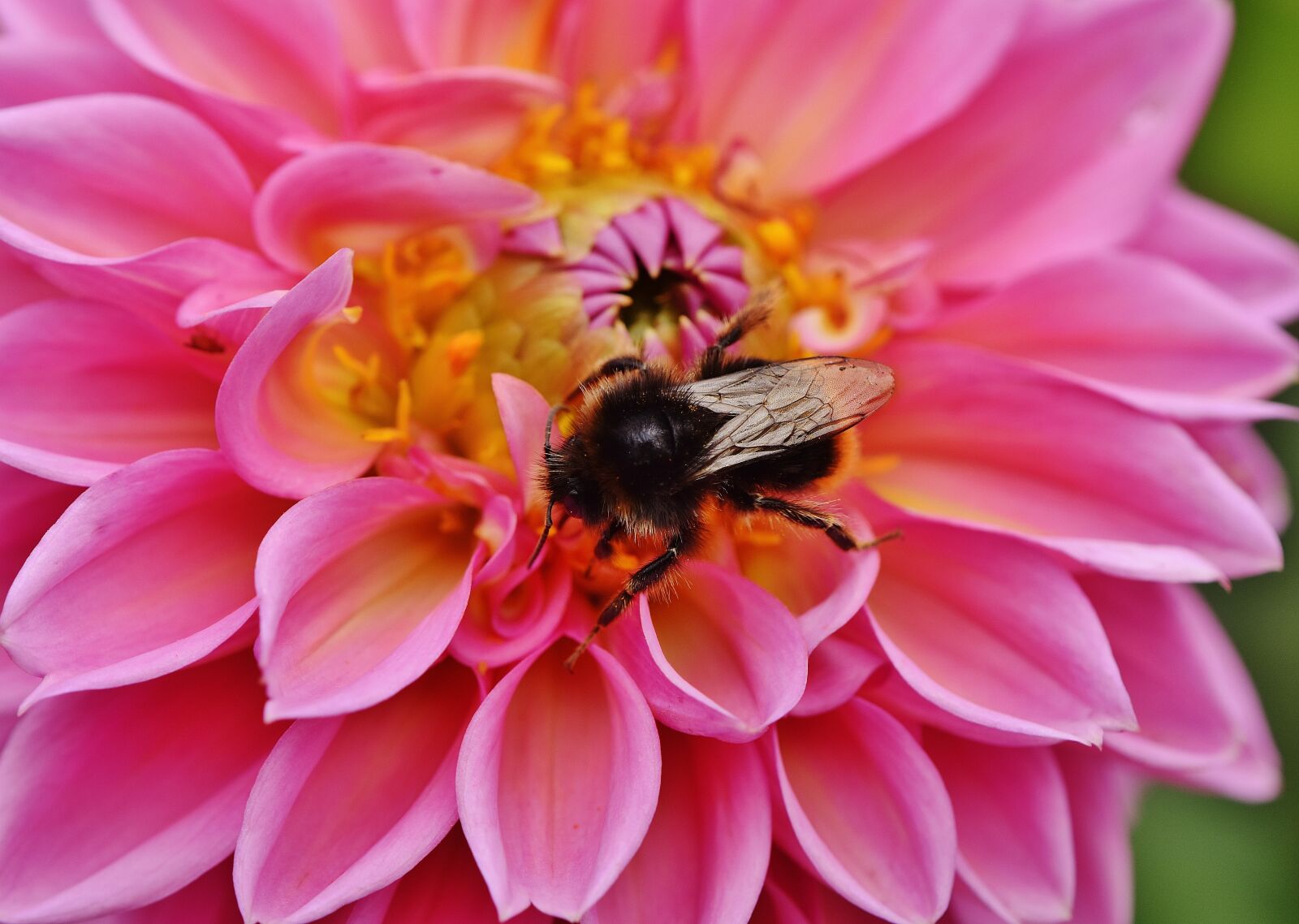Nikon D7200 sample photo. Dahlia, hummel, dahlias photography