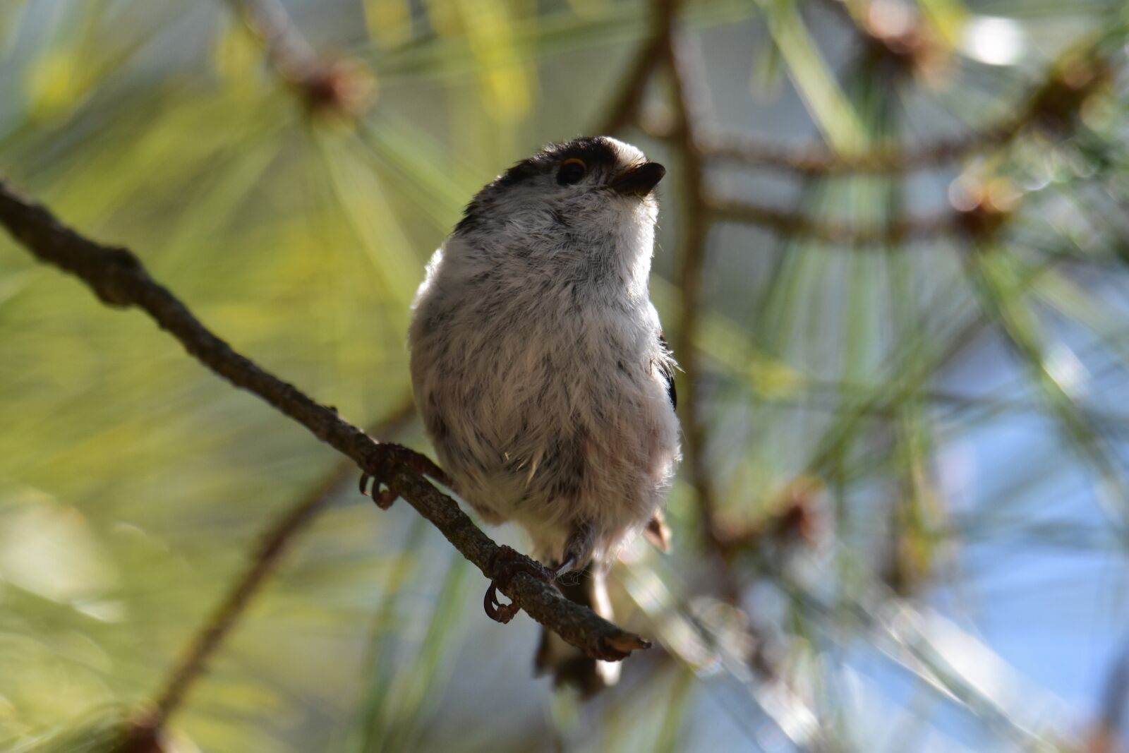 Nikon D7200 sample photo. Animal, forest, wood photography
