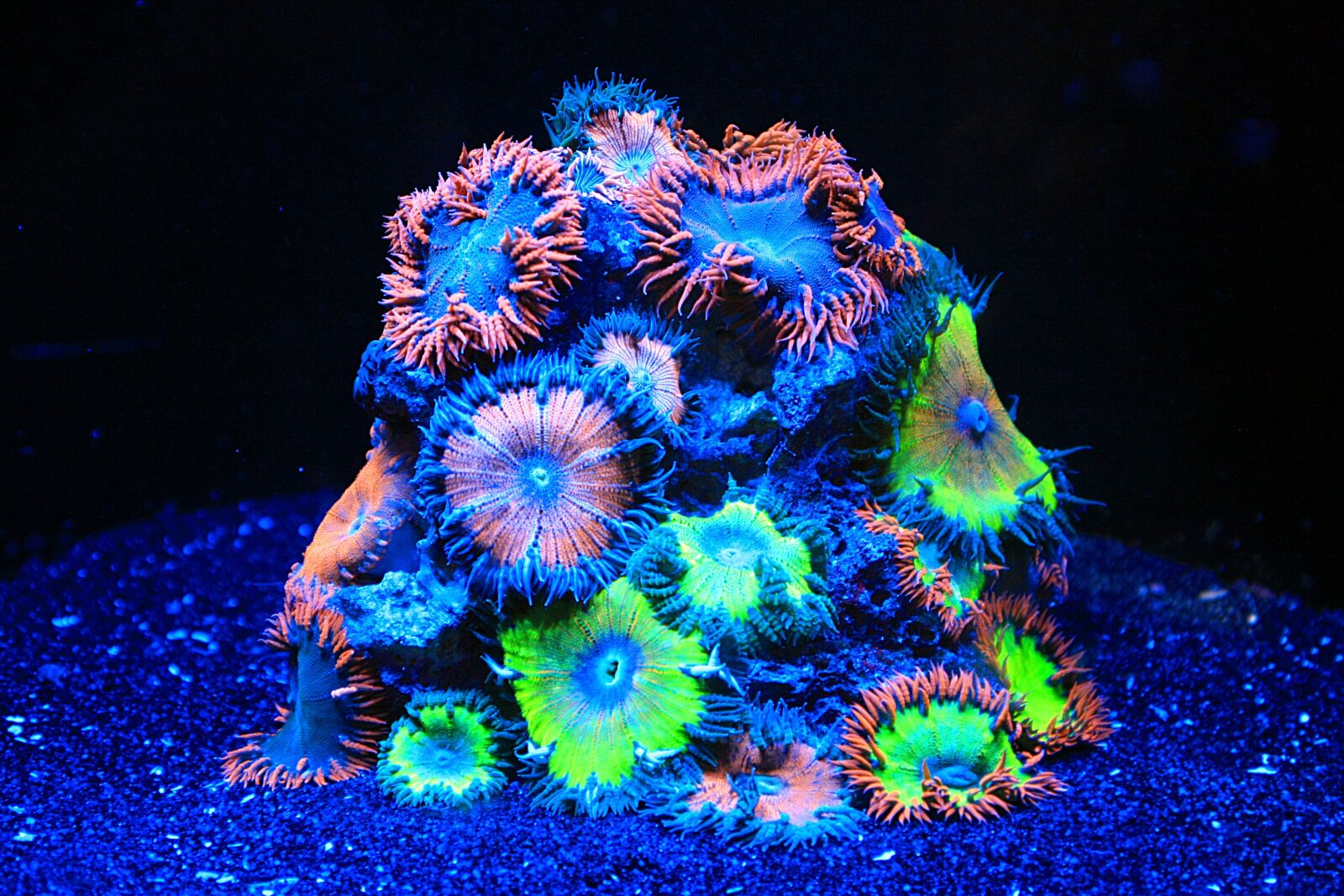 Canon EOS 40D sample photo. Coral, sea water aquarium photography