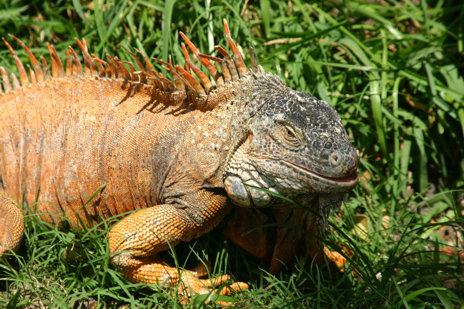 Canon EOS 300D (EOS Digital Rebel / EOS Kiss Digital) sample photo. Usa, florida, iguana photography